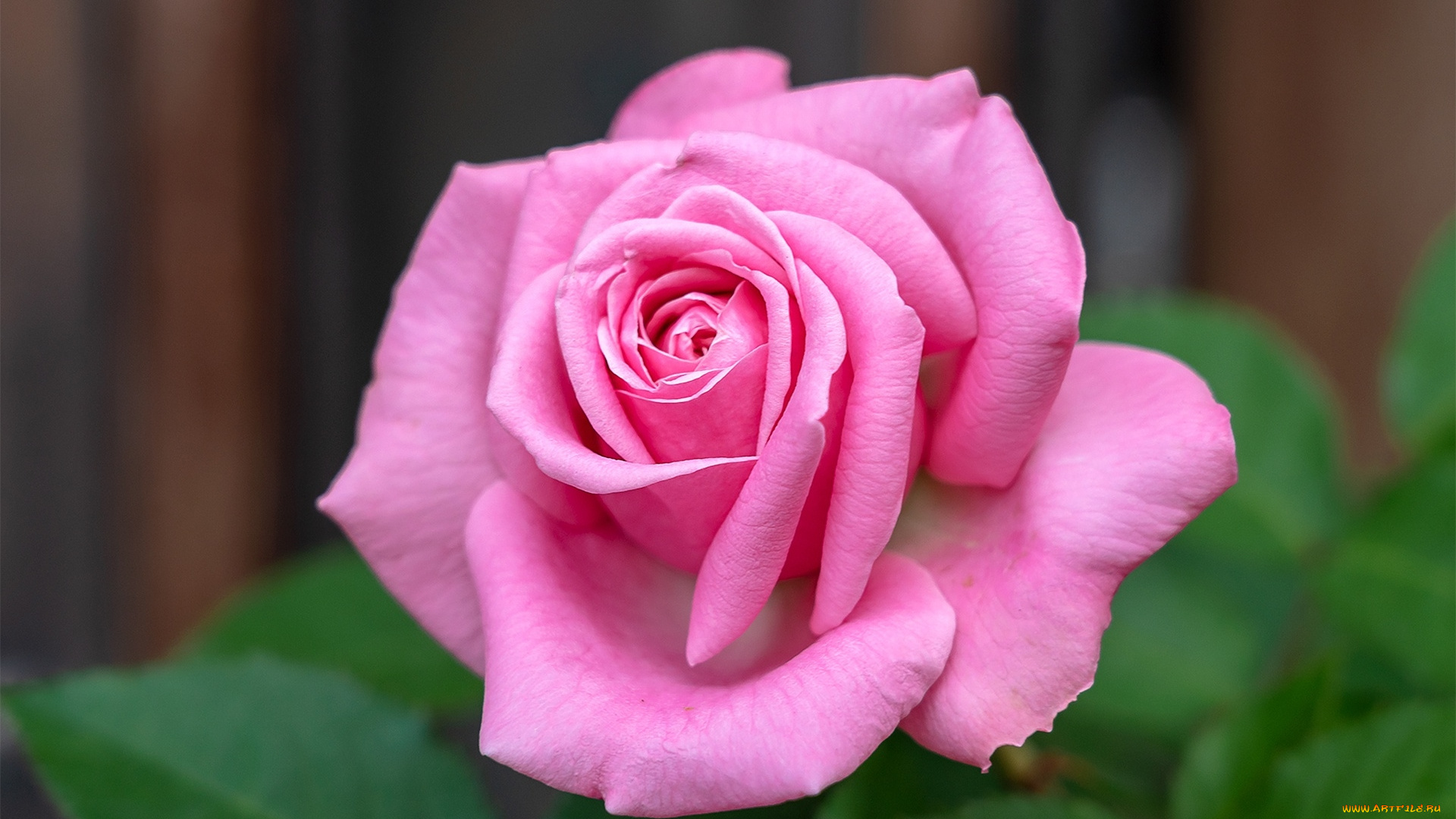 цветы, розы, розовый