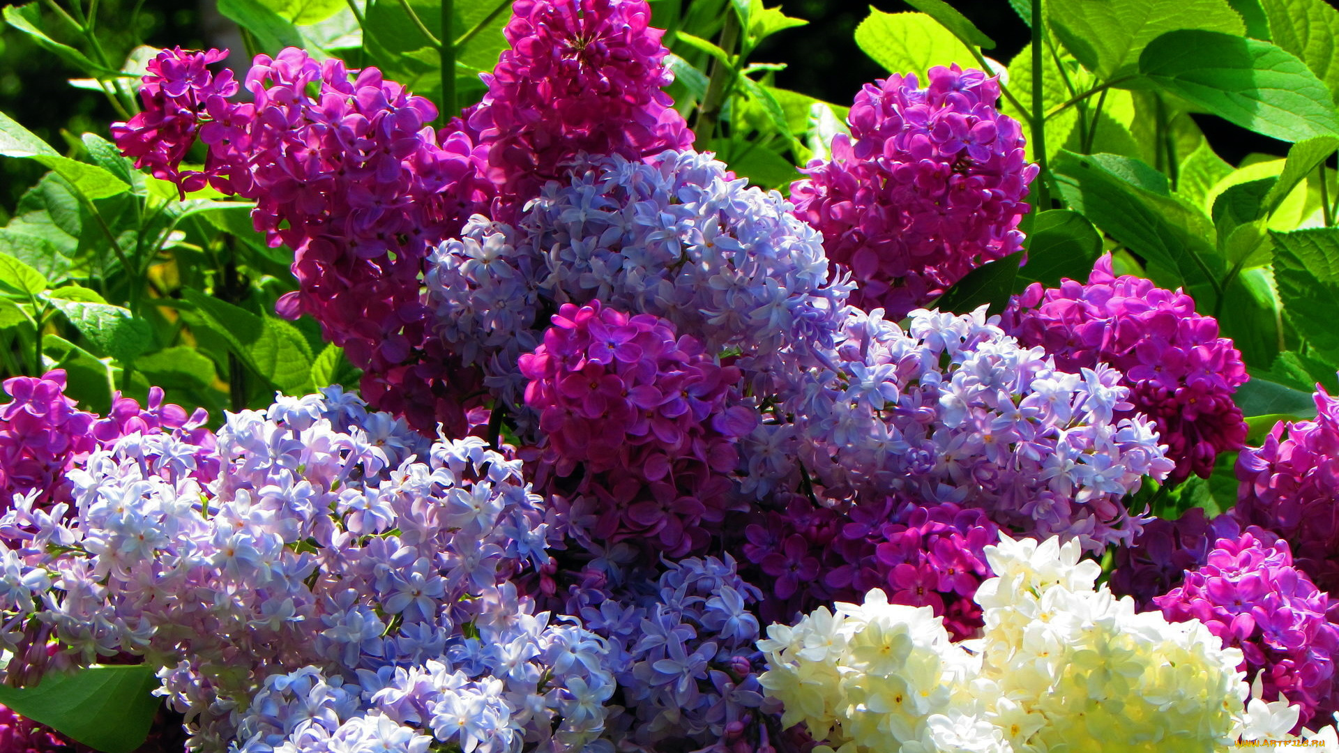 цветы, сирень, ассорти