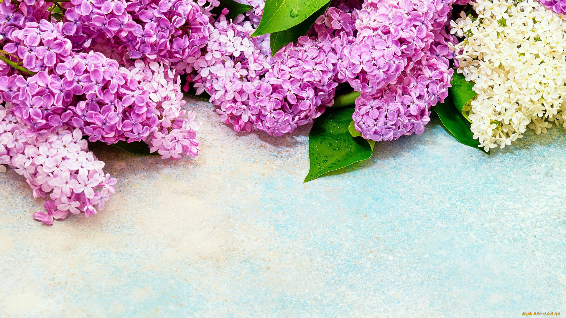 цветы, сирень, белый, лиловый