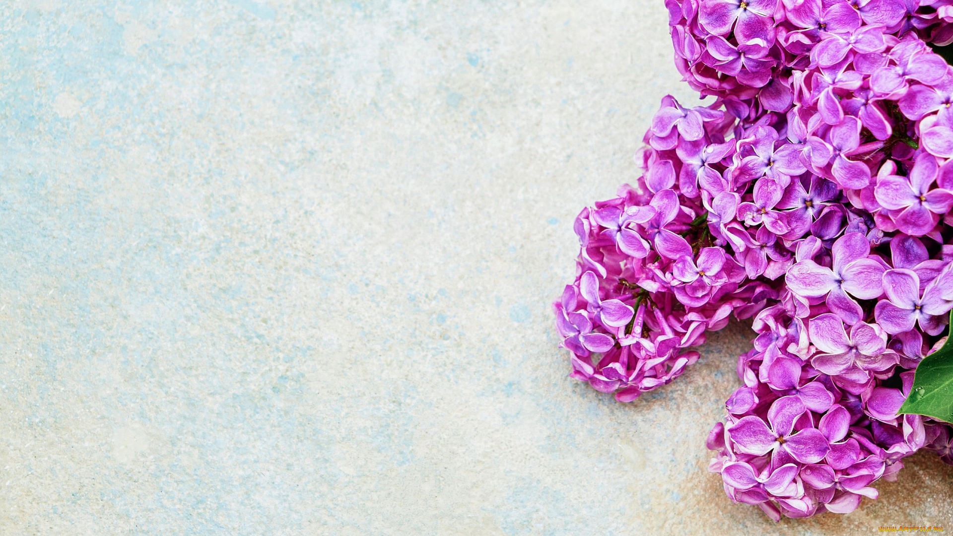 цветы, сирень, лиловый