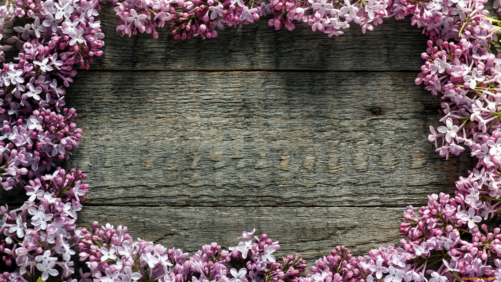 цветы, сирень, лиловый