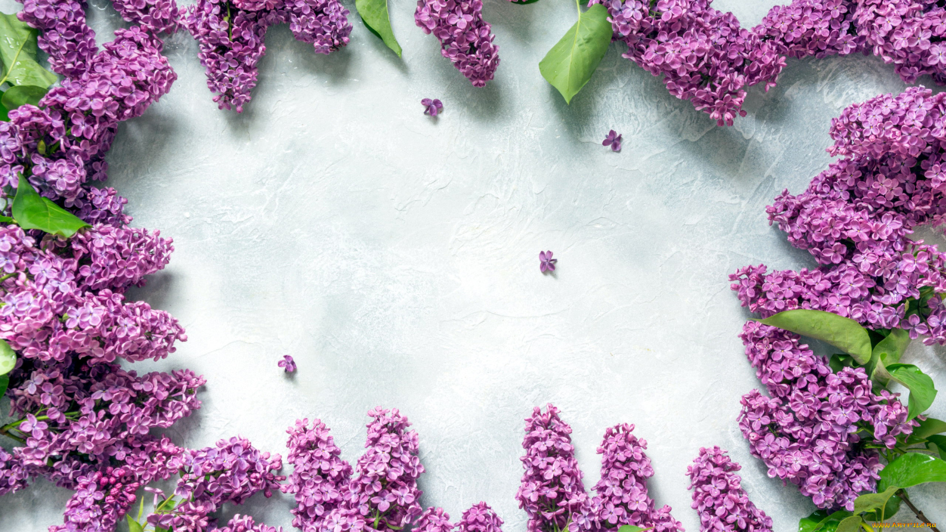 цветы, сирень, лиловый