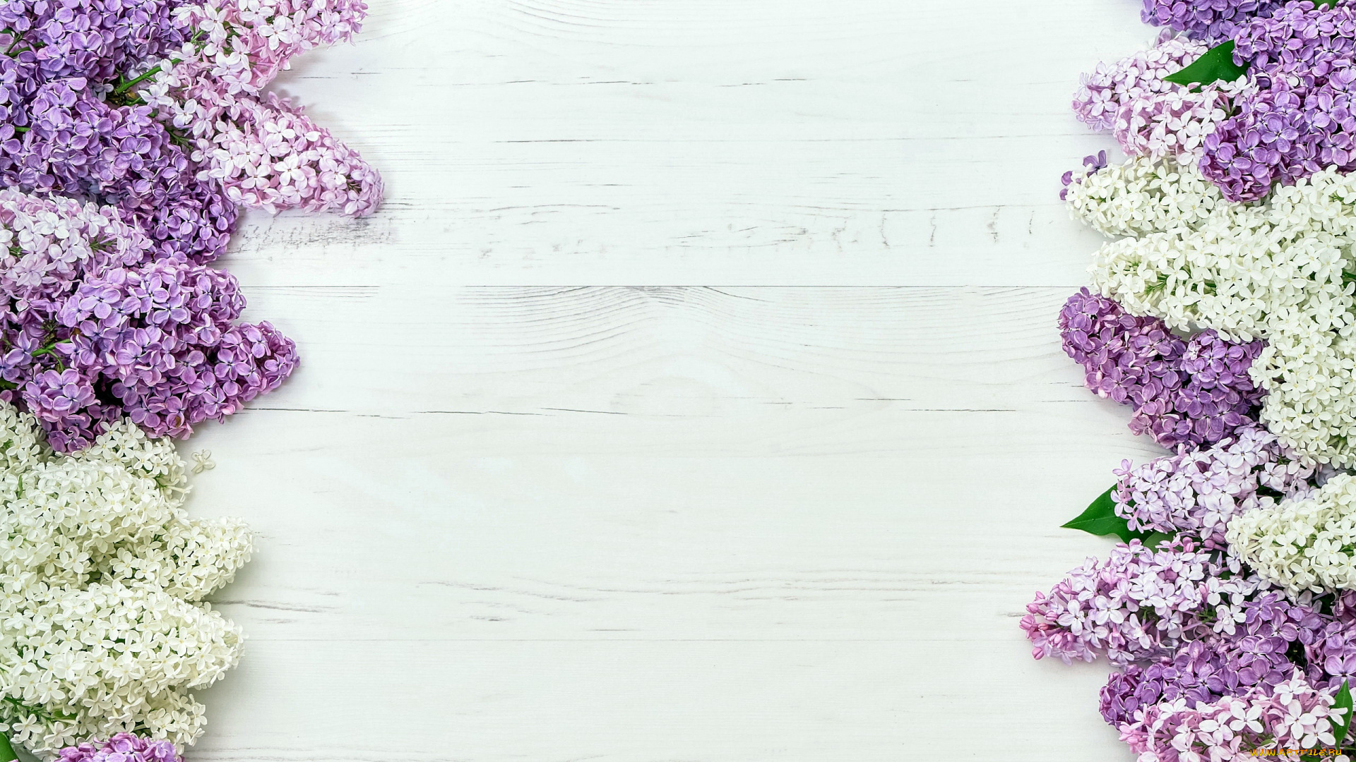 цветы, сирень, лиловый, белый