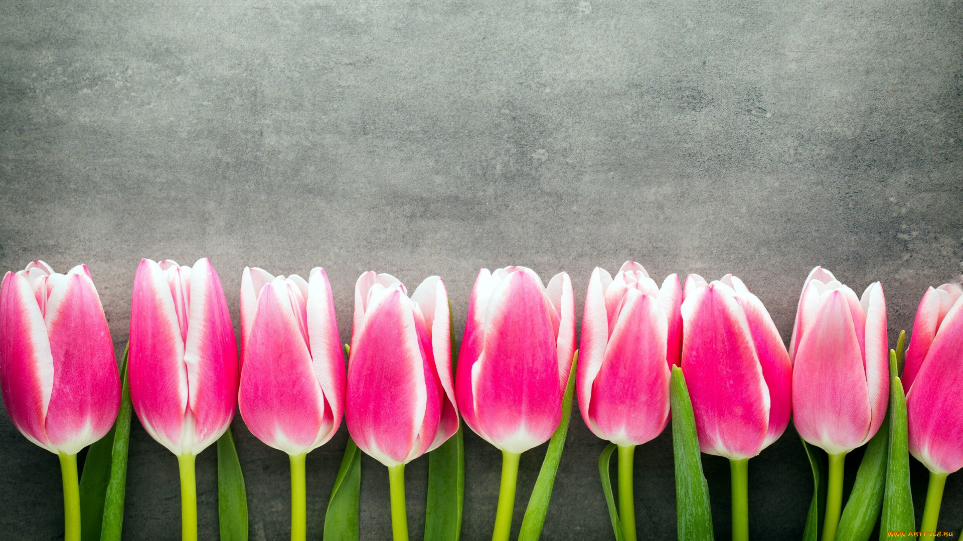 цветы, тюльпаны, бутоны