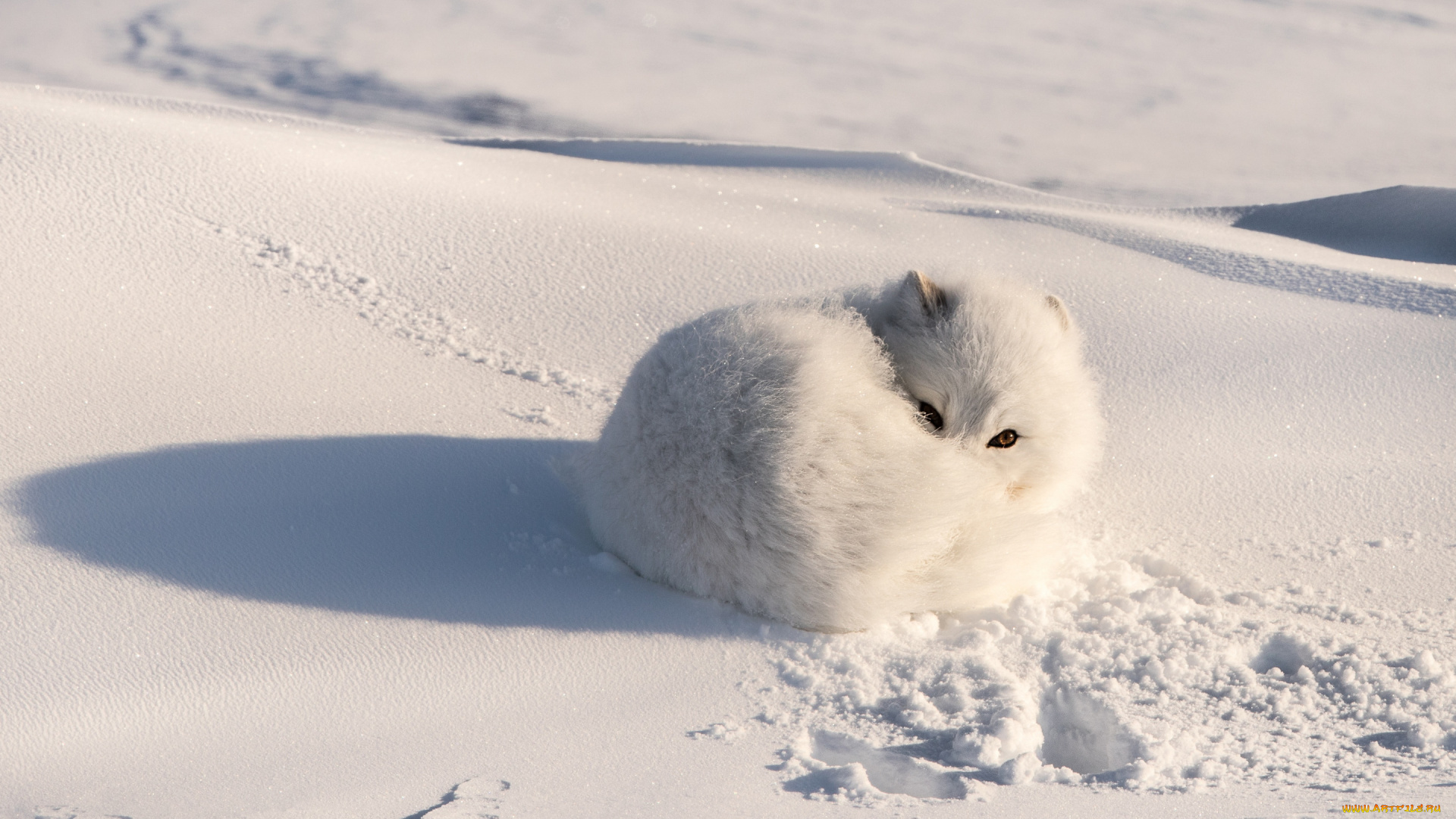 животные, песцы, песец