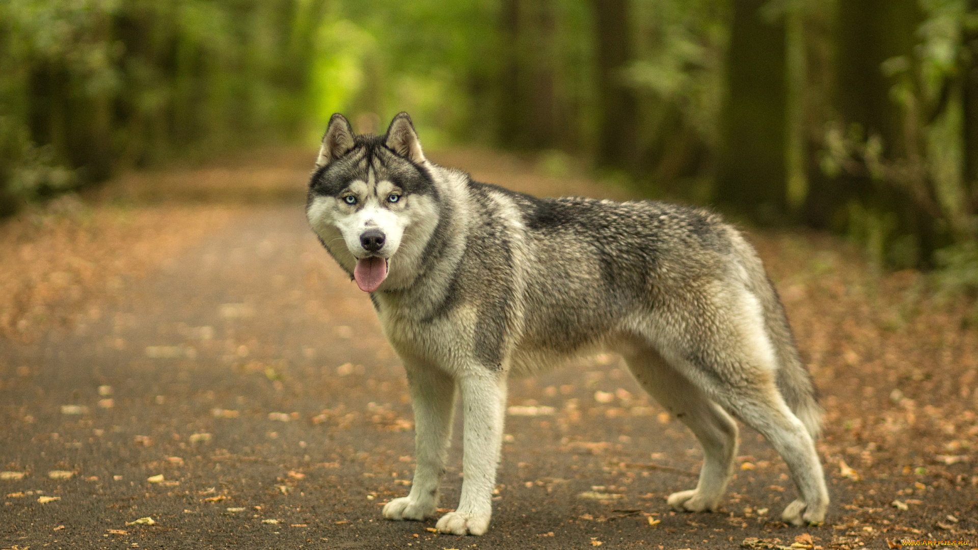 животные, собаки, сибирский, хаски