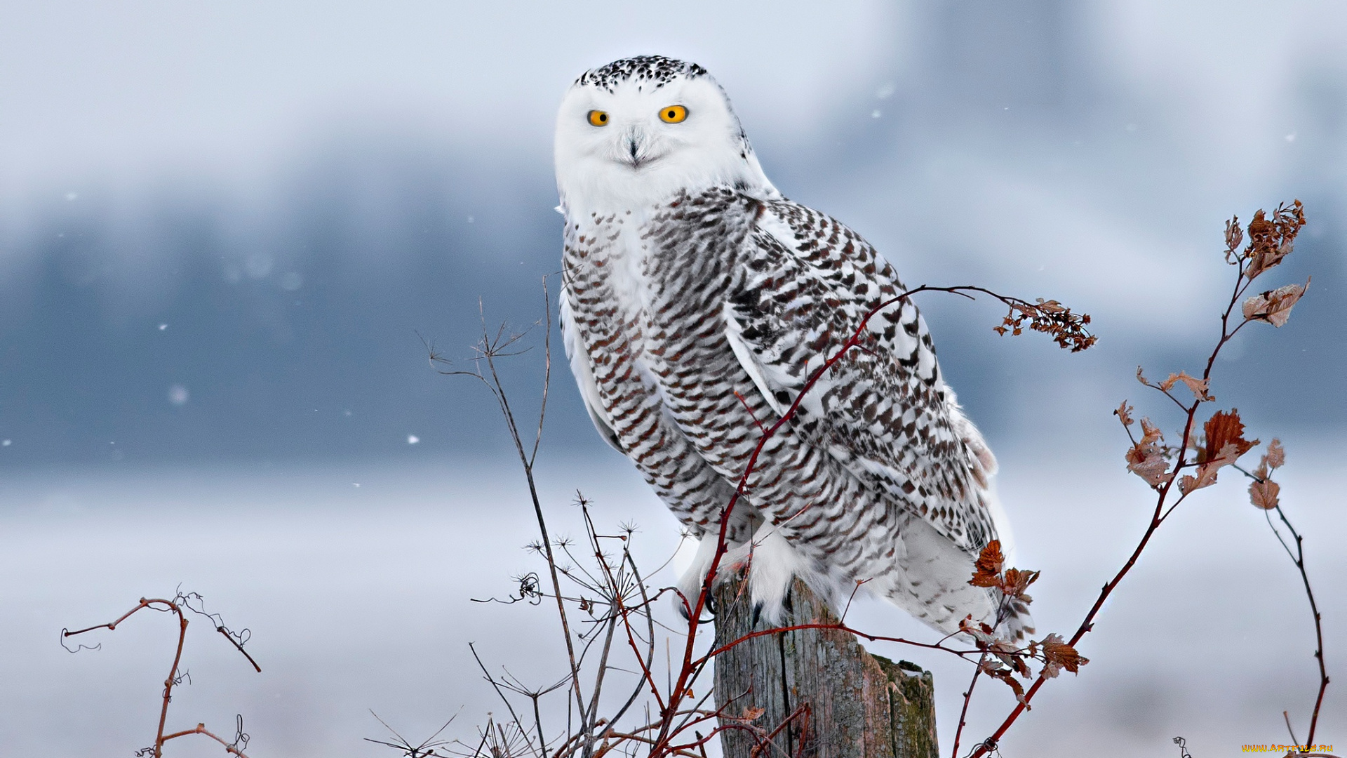 животные, совы, полярная, сова