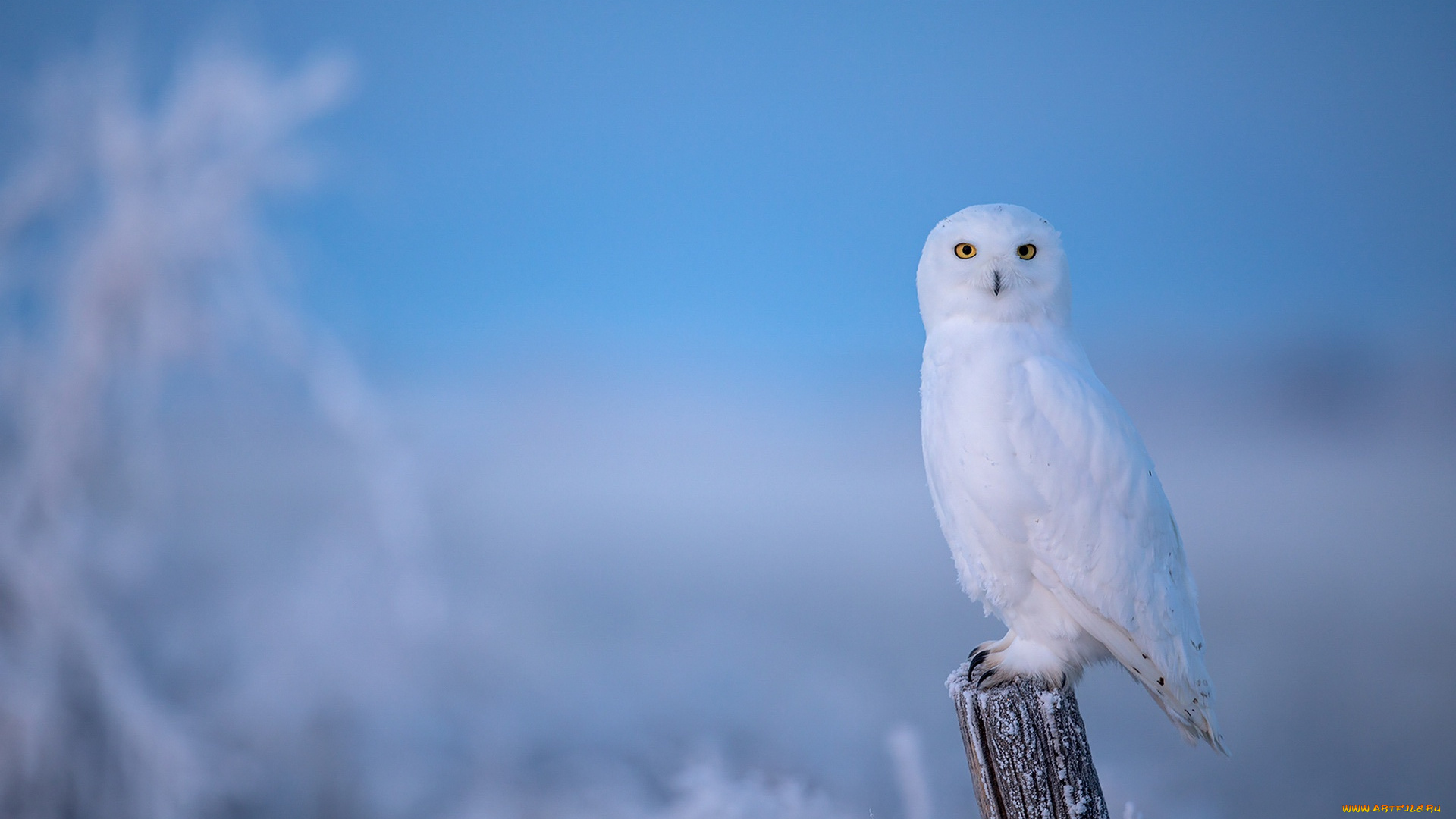 животные, совы, сова