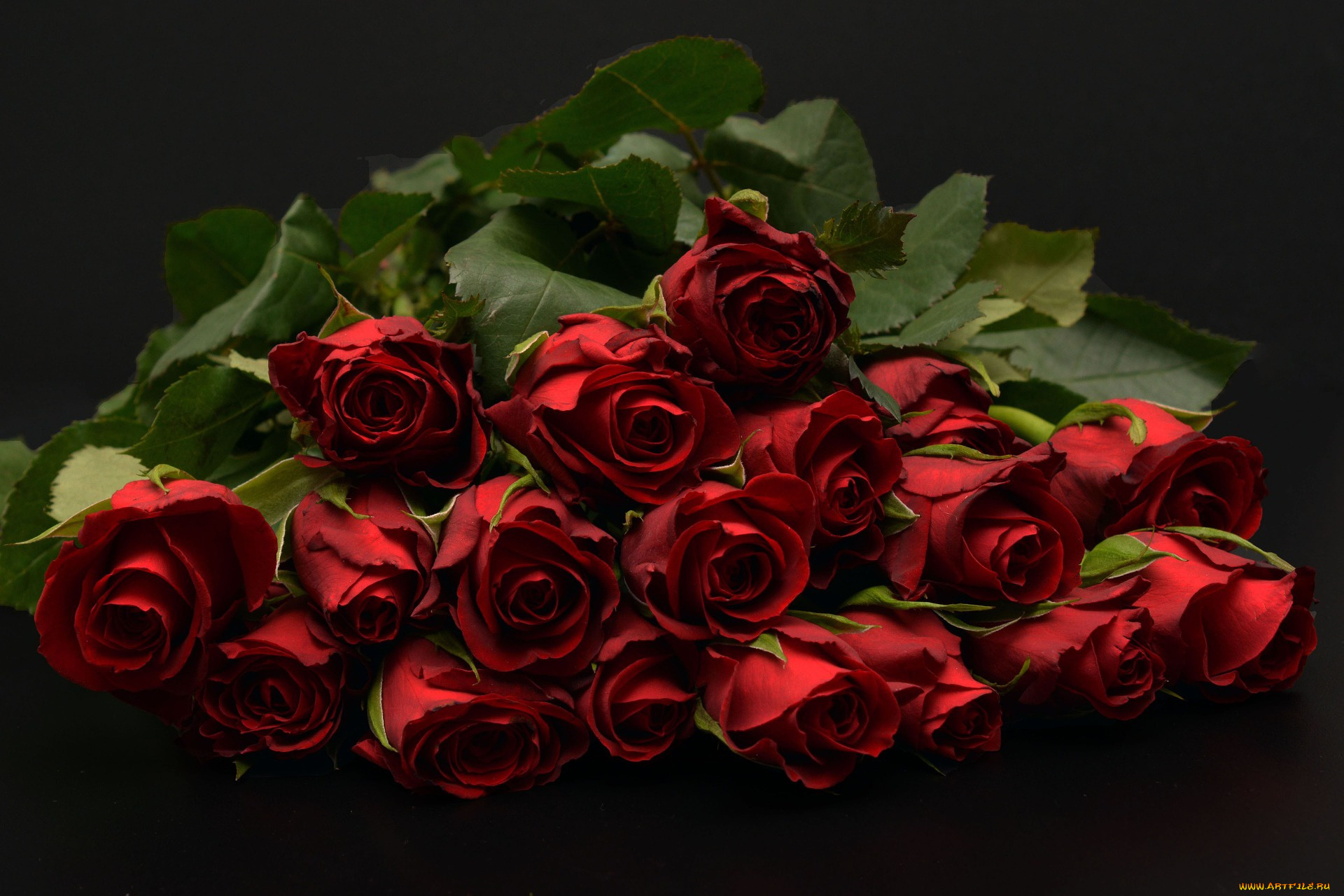 цветы, розы