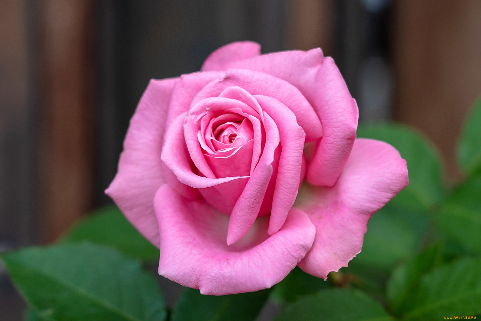 цветы, розы, розовый