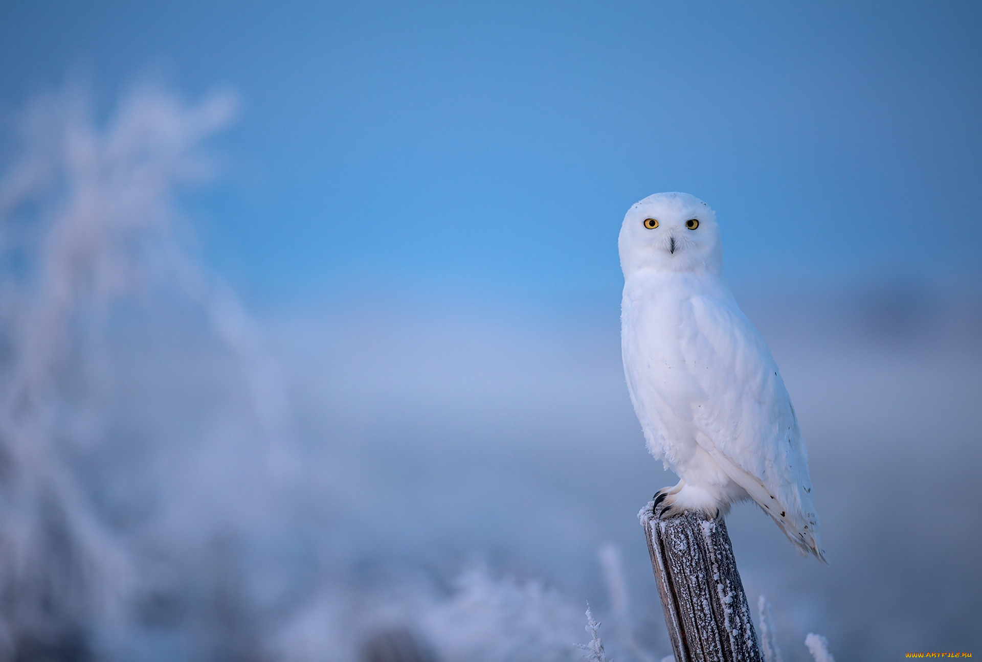 животные, совы, сова