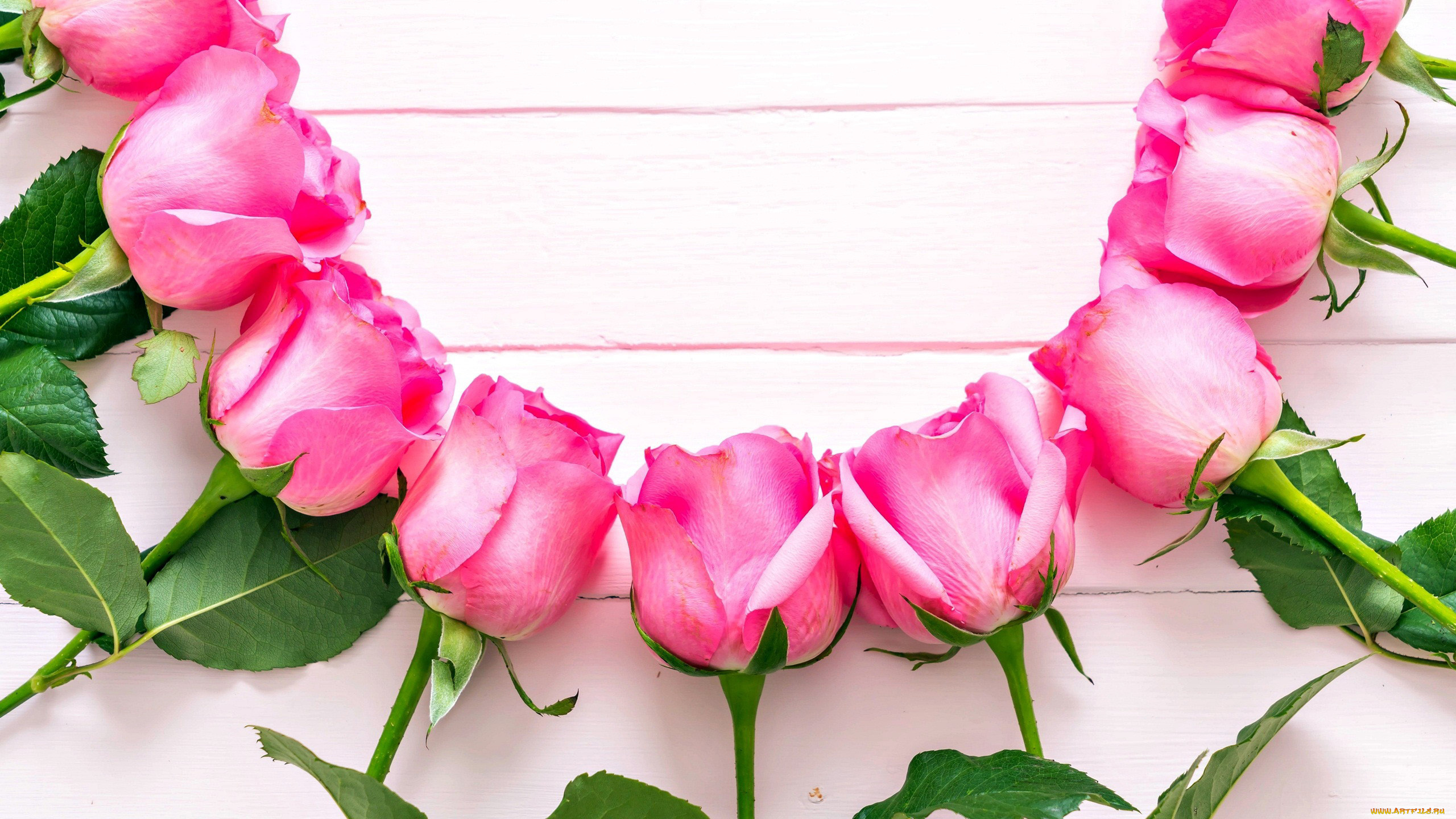 цветы, розы, бутоны