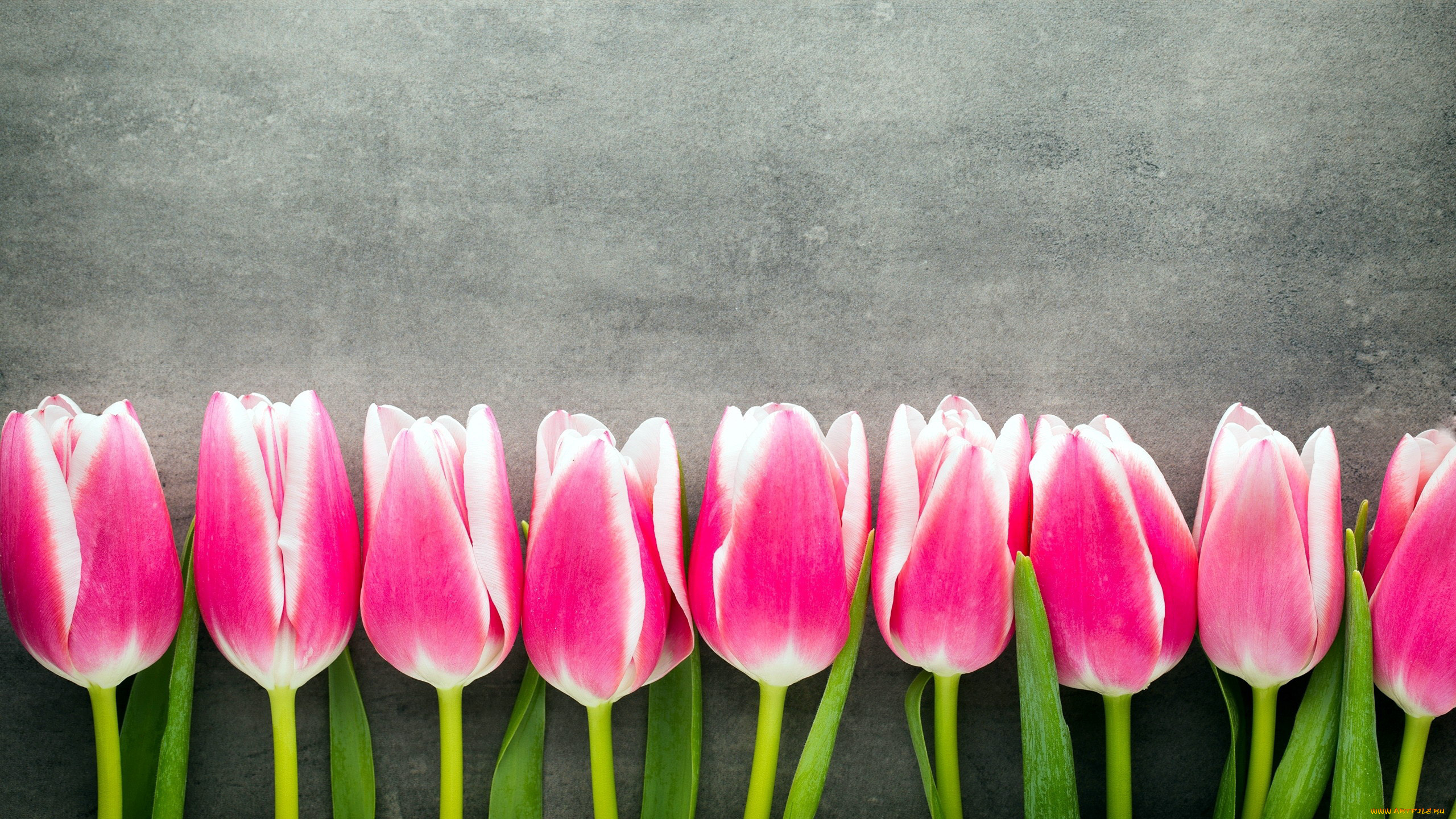 цветы, тюльпаны, бутоны