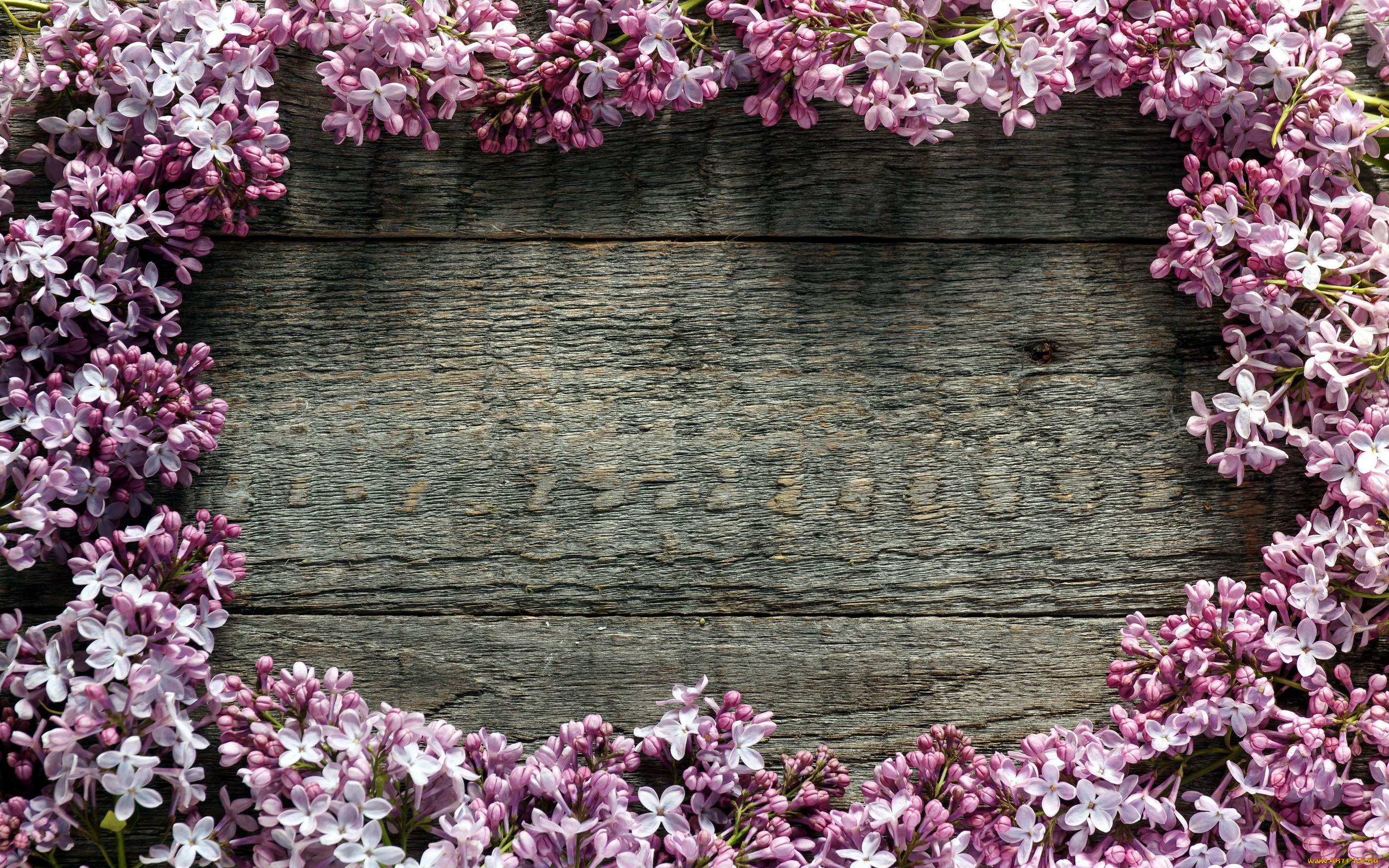 цветы, сирень, лиловый