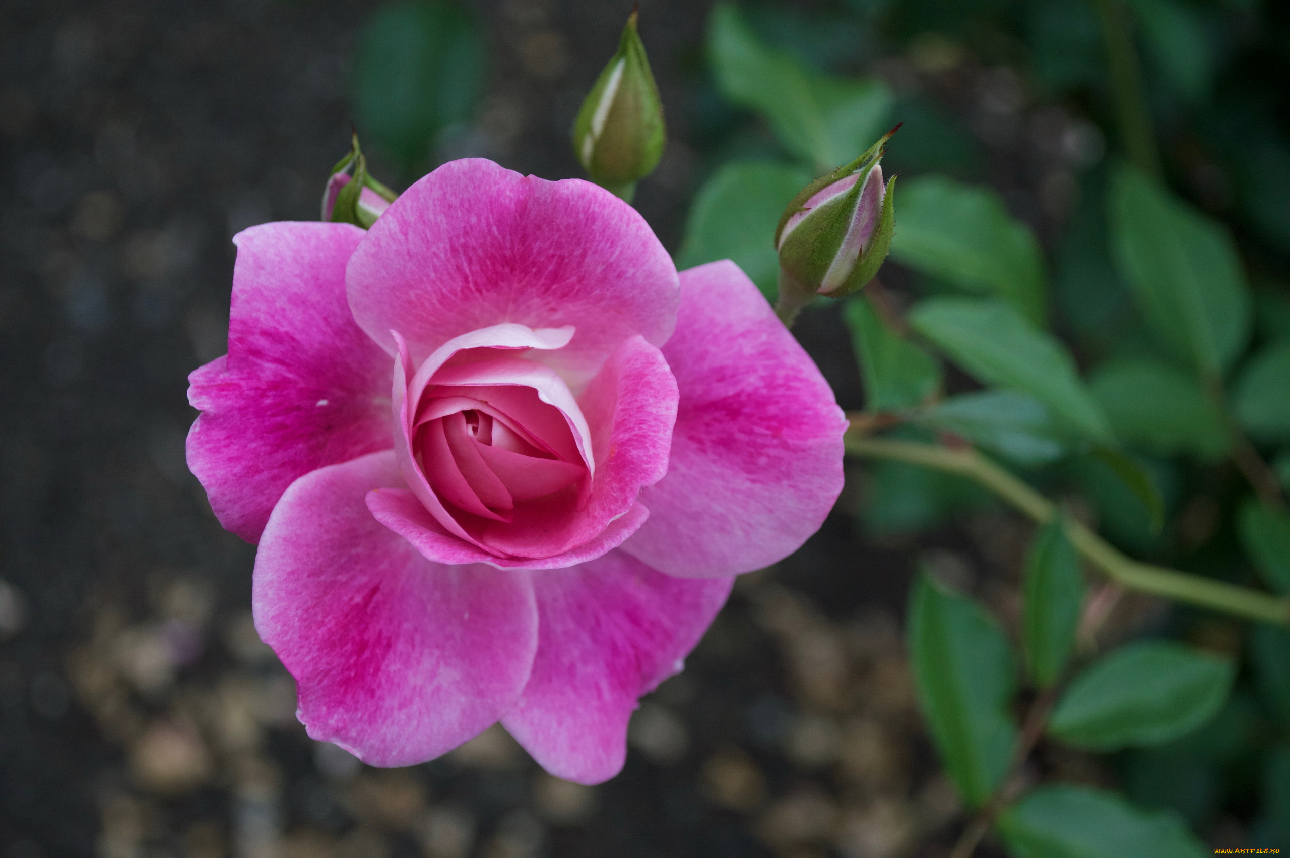 цветы, розы, розовый