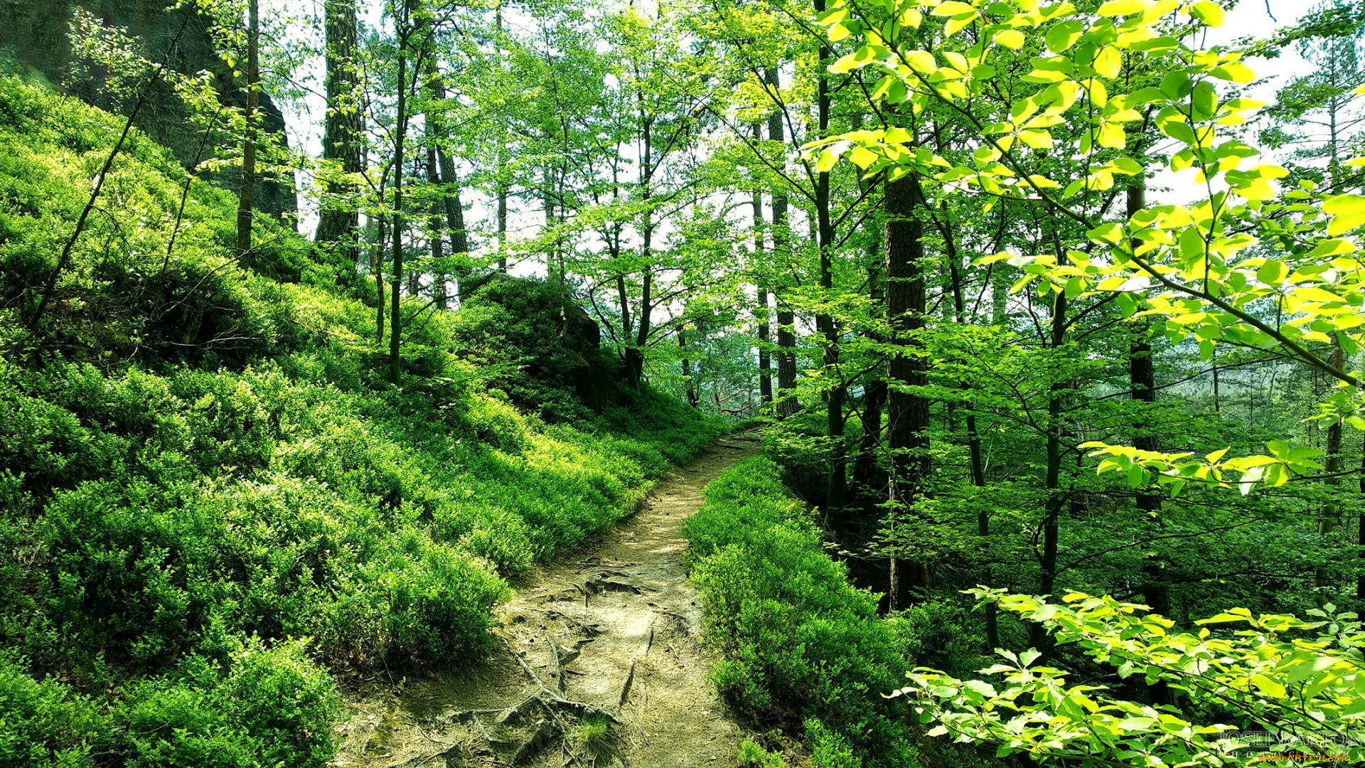 природа, лес, тропинка, зелень