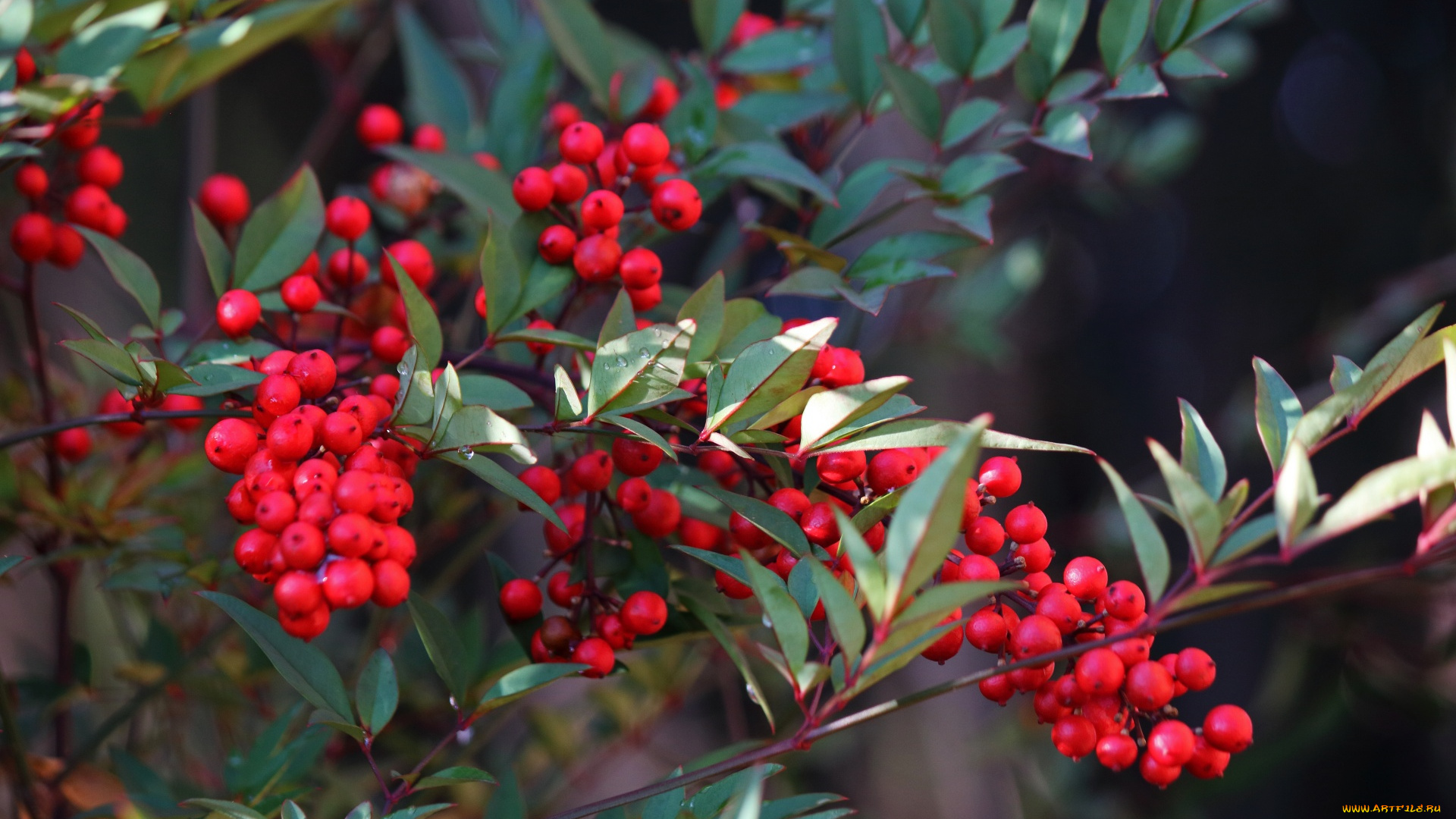 природа, ягоды, ветки, красные