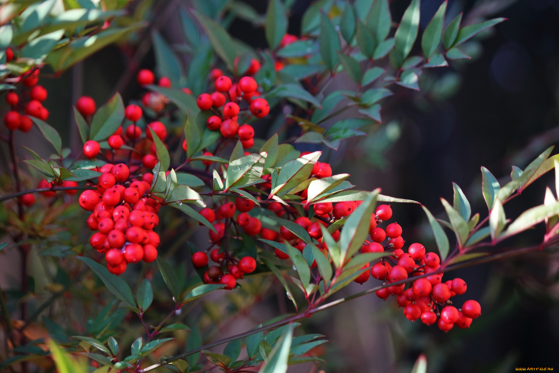 природа, ягоды, ветки, красные