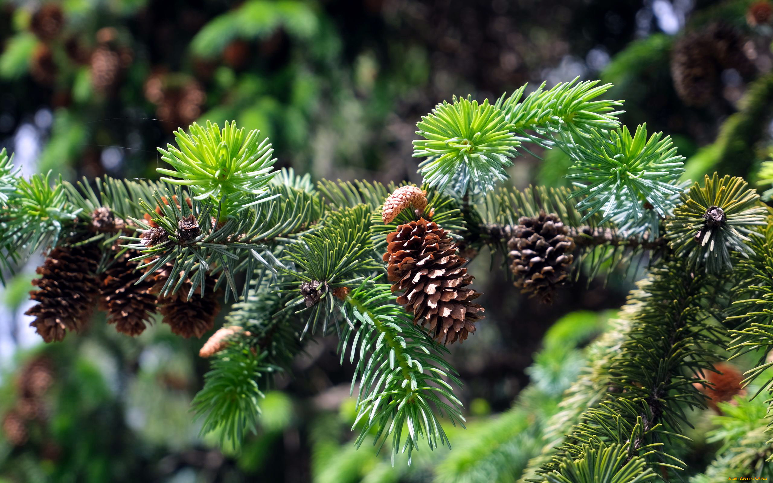 природа, шишки, , жёлуди, , каштаны, еловые