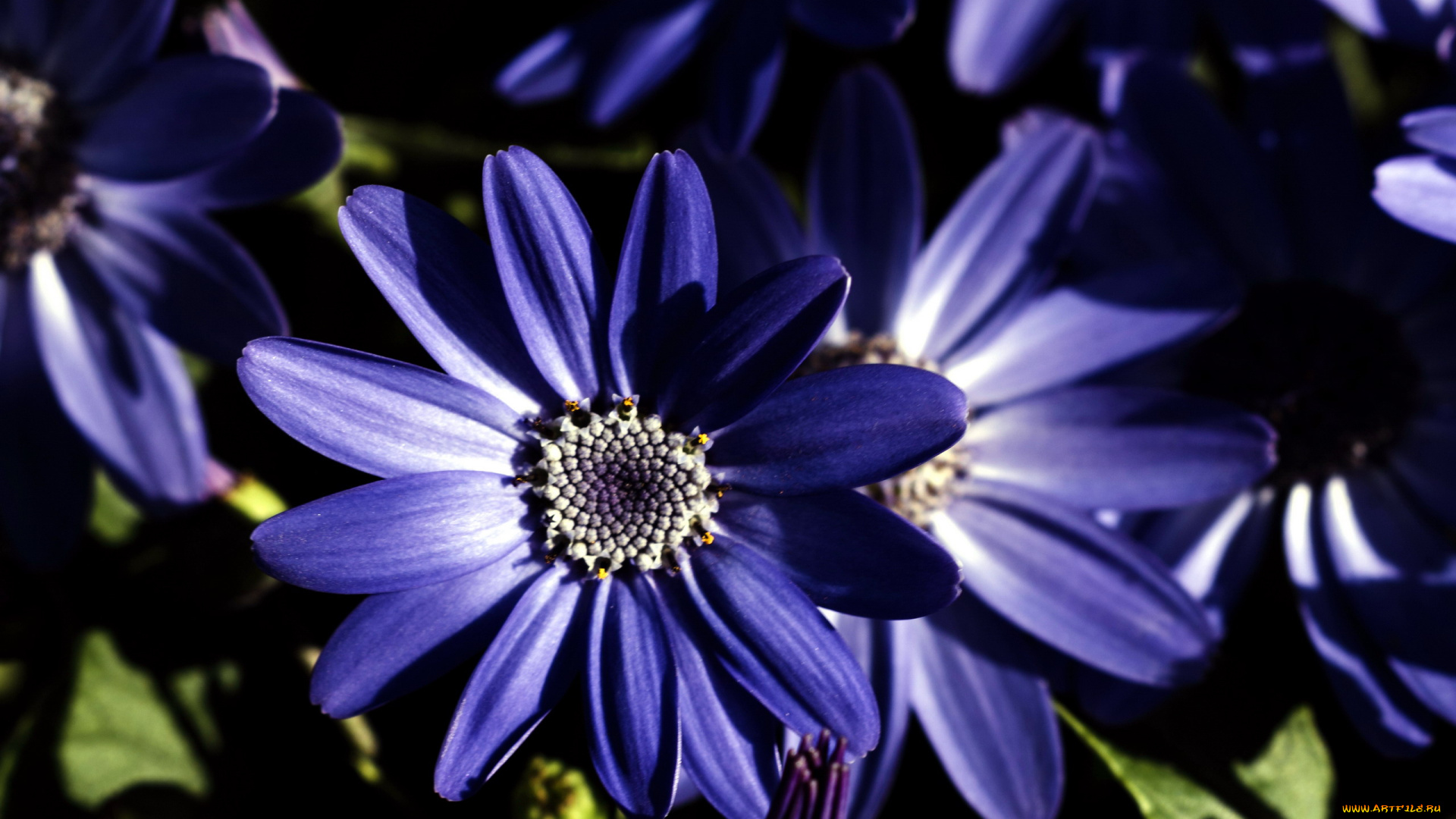 цветы, цинерария, синяя, макро