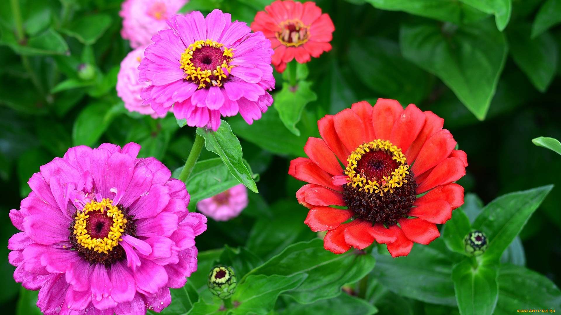 цветы, цинния, розовая, красная