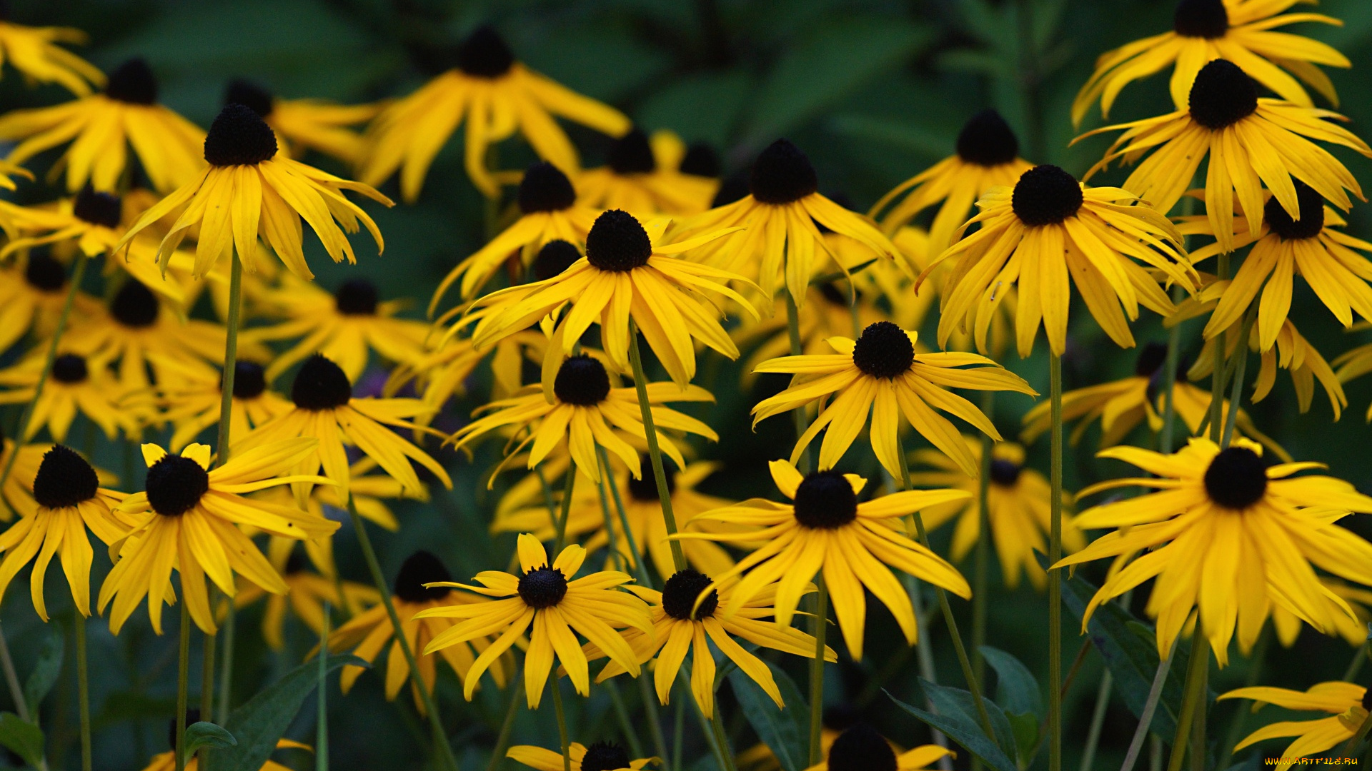 цветы, эхинацея, желтая, макро