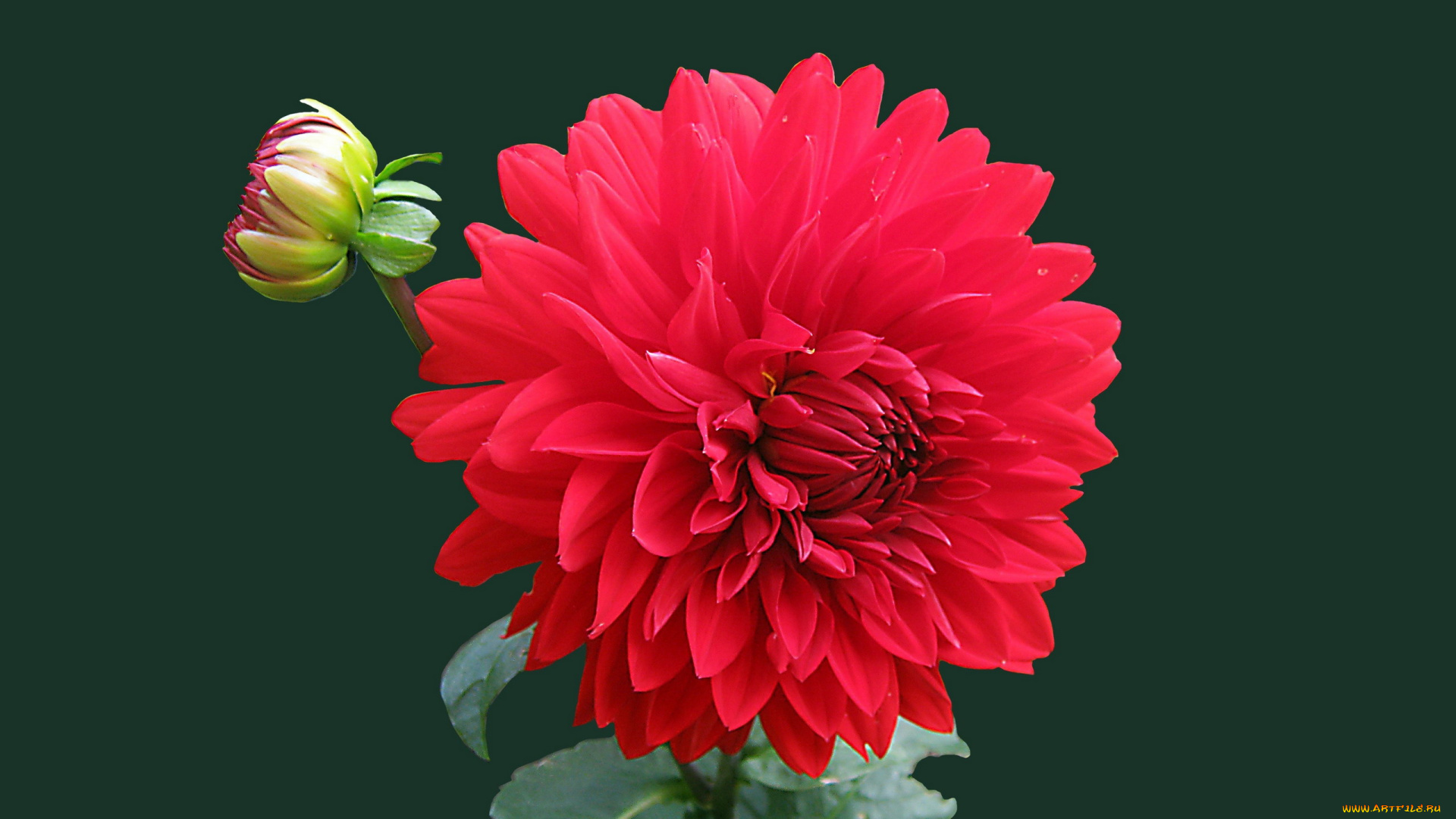 цветы, георгины, алый, георгин, макро, бутон