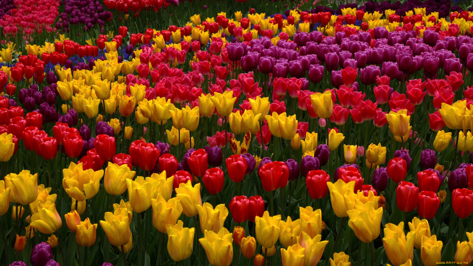 цветы, тюльпаны, разноцветные, много