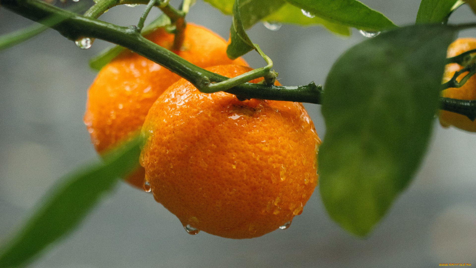 природа, плоды, апельсины