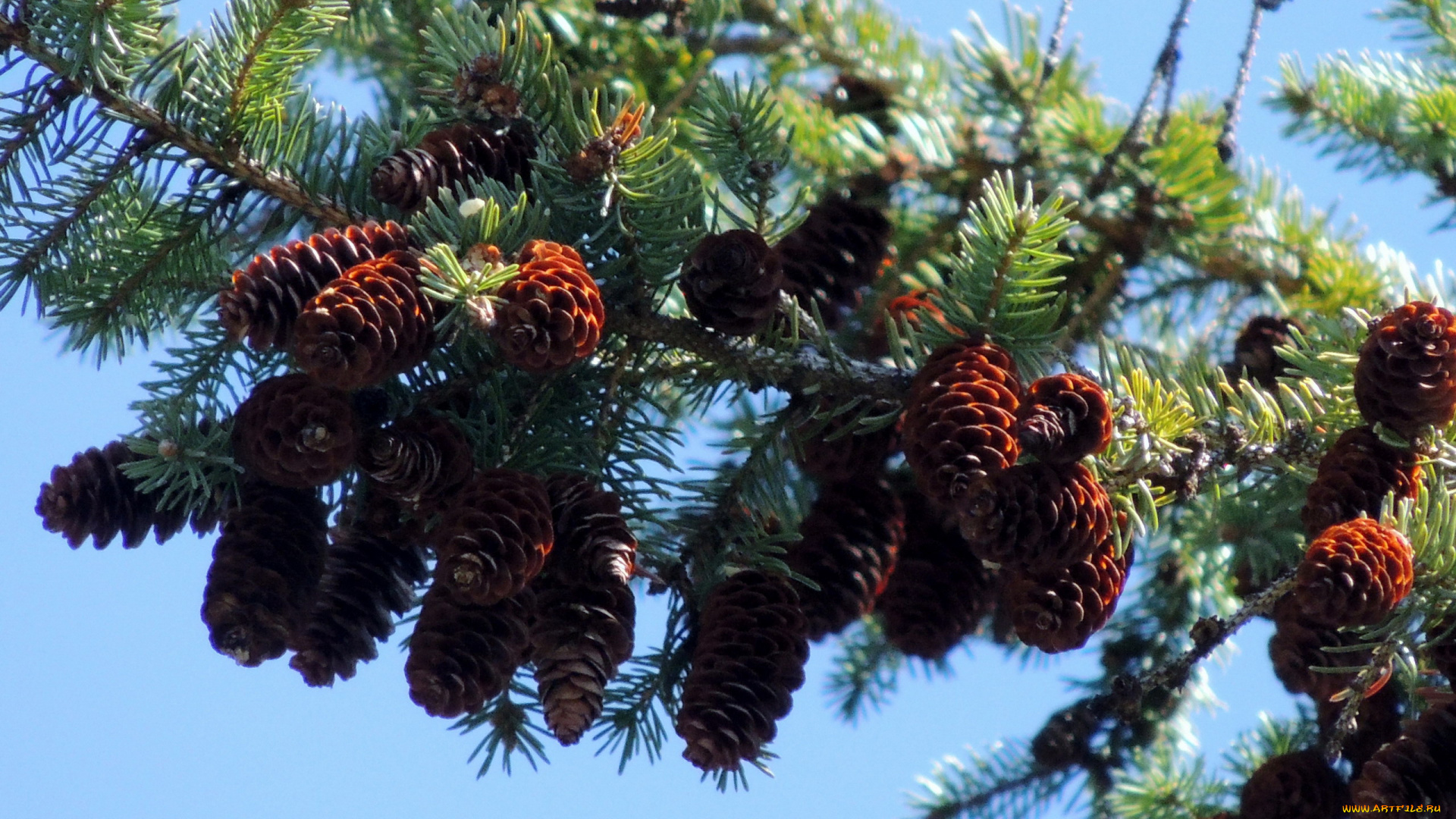 природа, шишки, , жёлуди, , каштаны