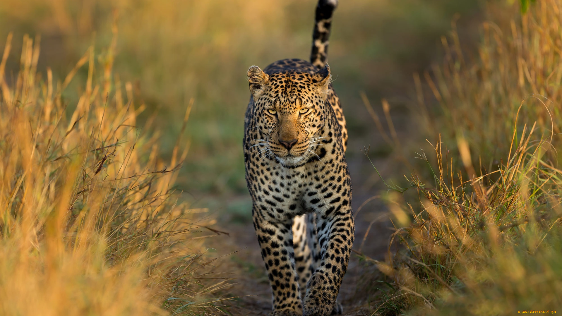животные, леопарды, леопард