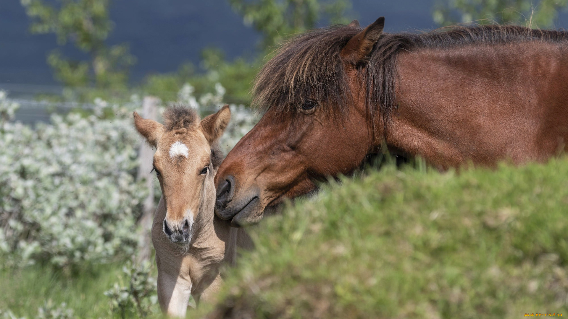 животные, лошади, лошадь