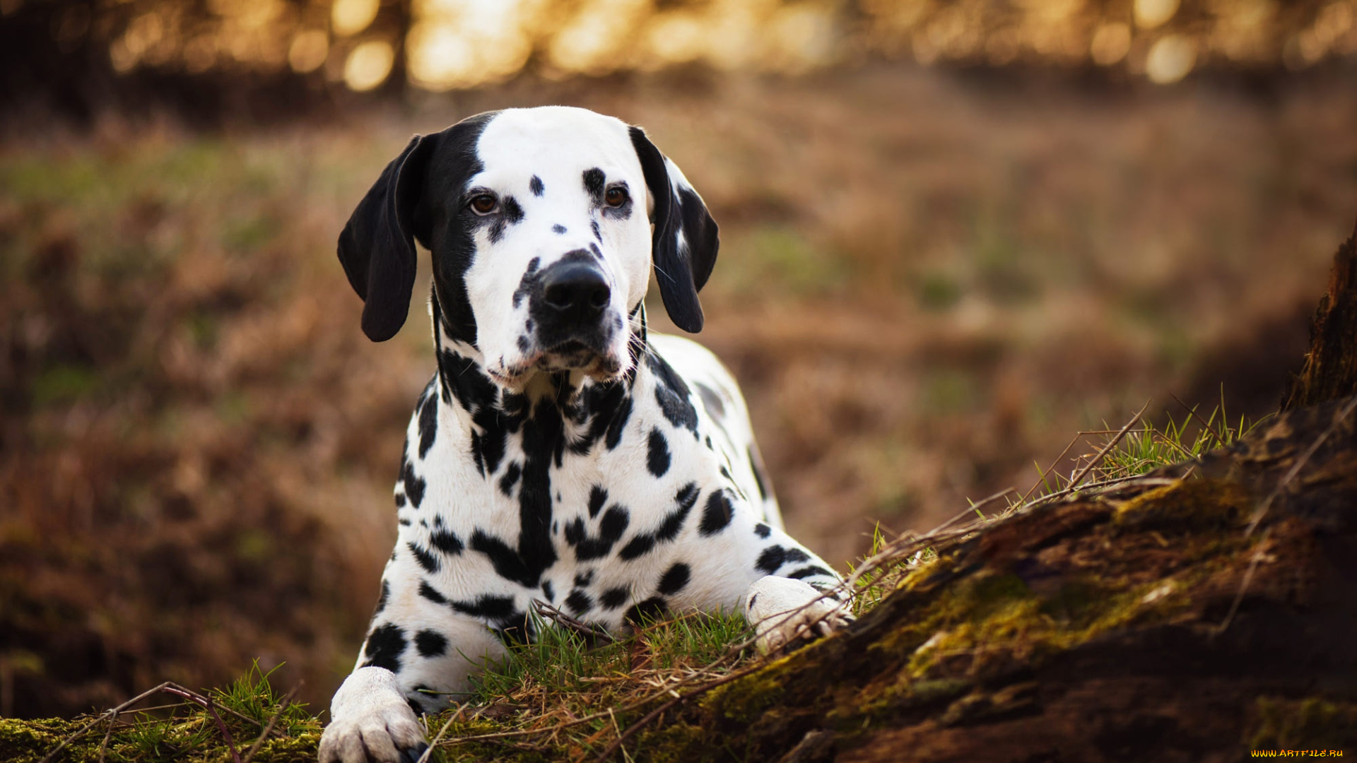 животные, собаки, собака