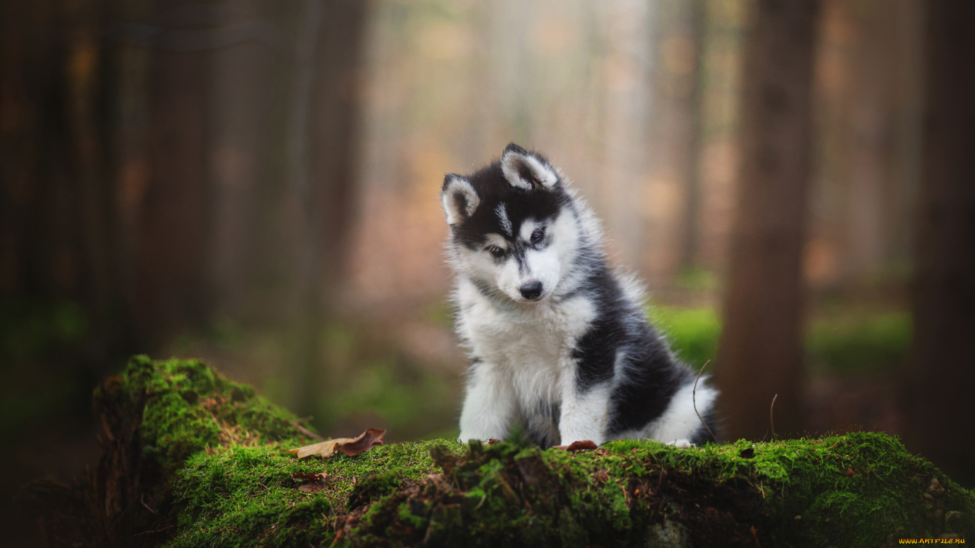 животные, собаки, собака
