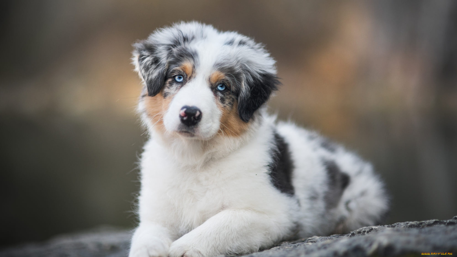 животные, собаки, собака