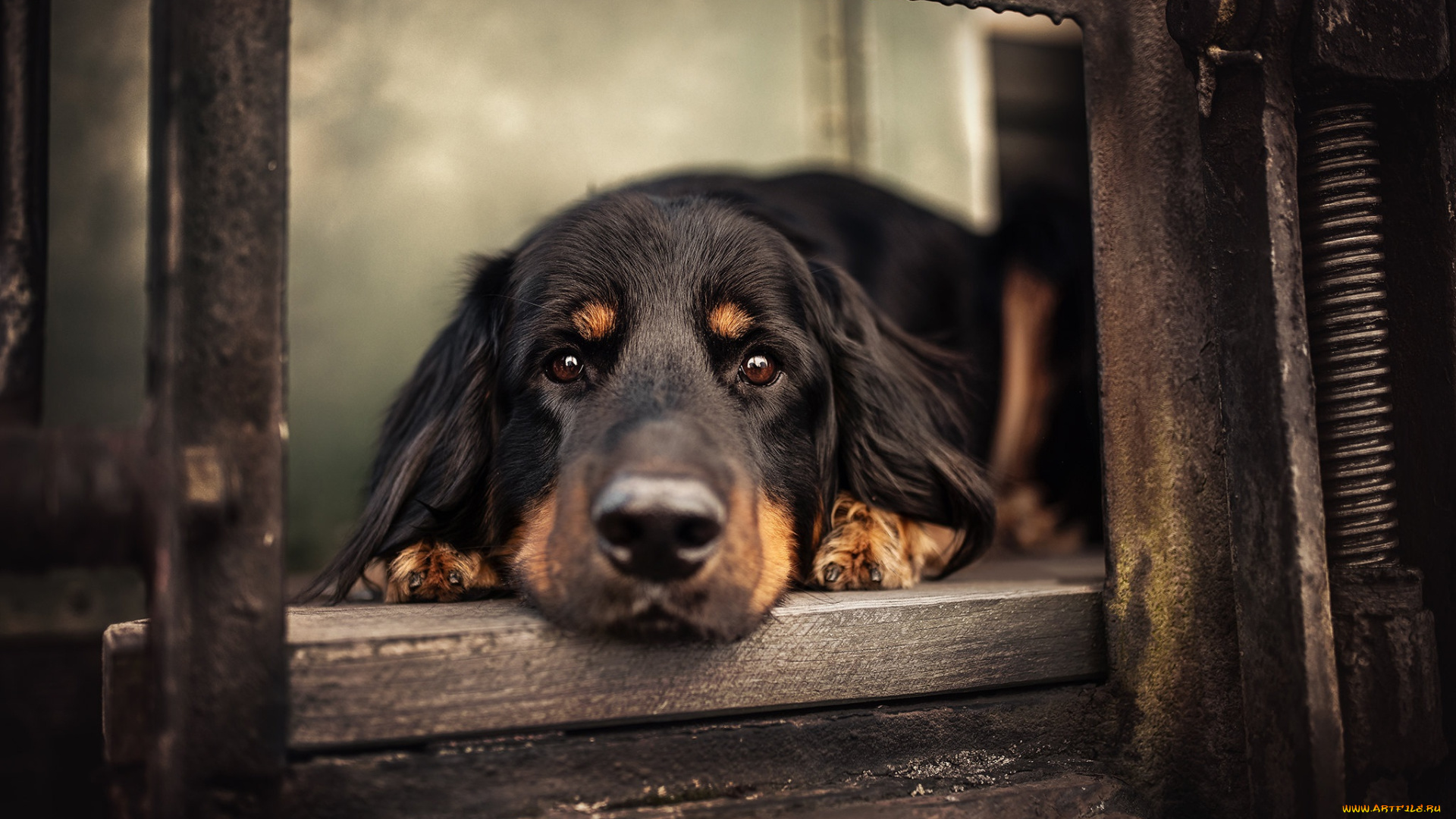 животные, собаки, собака