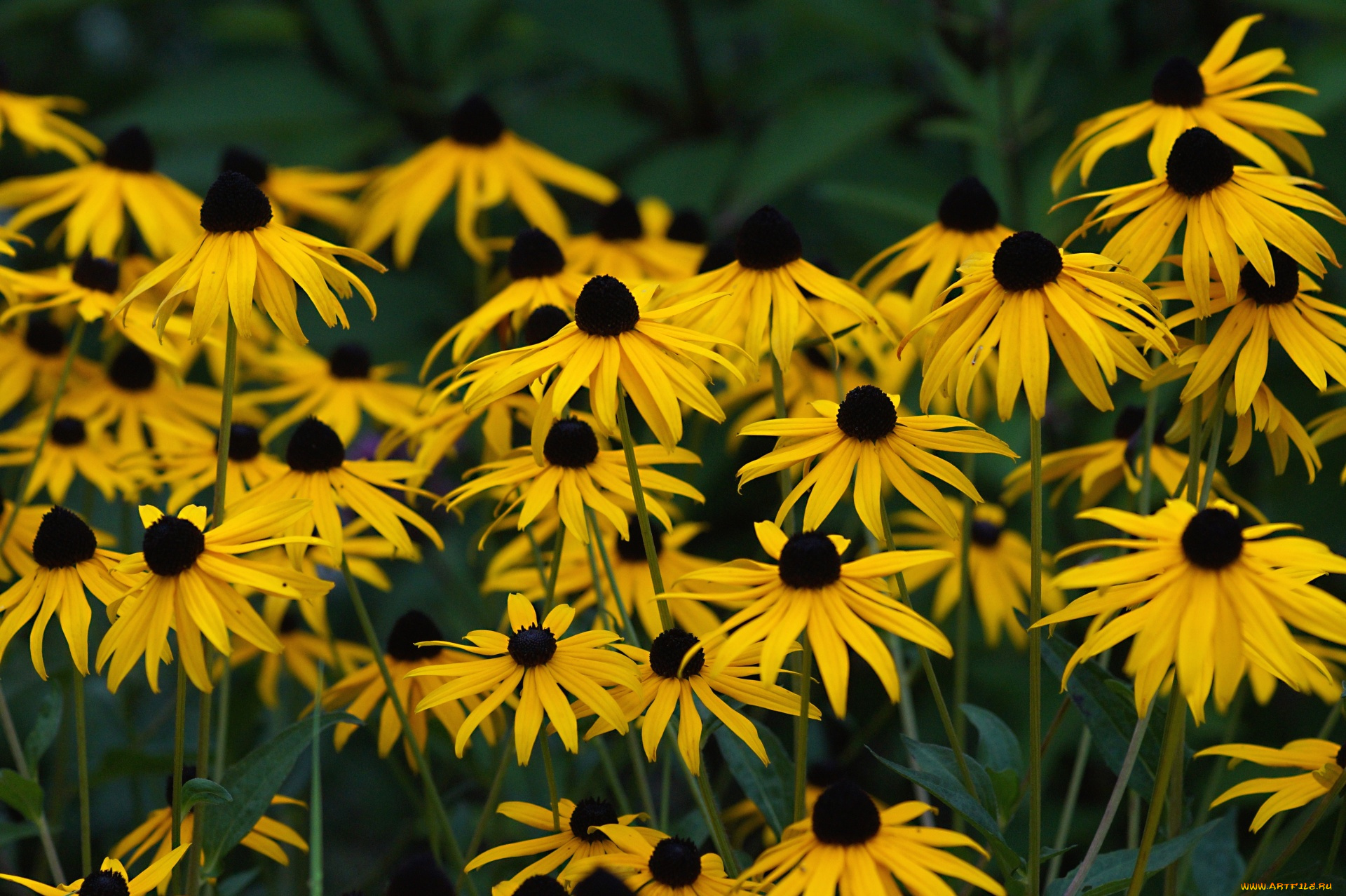 цветы, эхинацея, желтая, макро