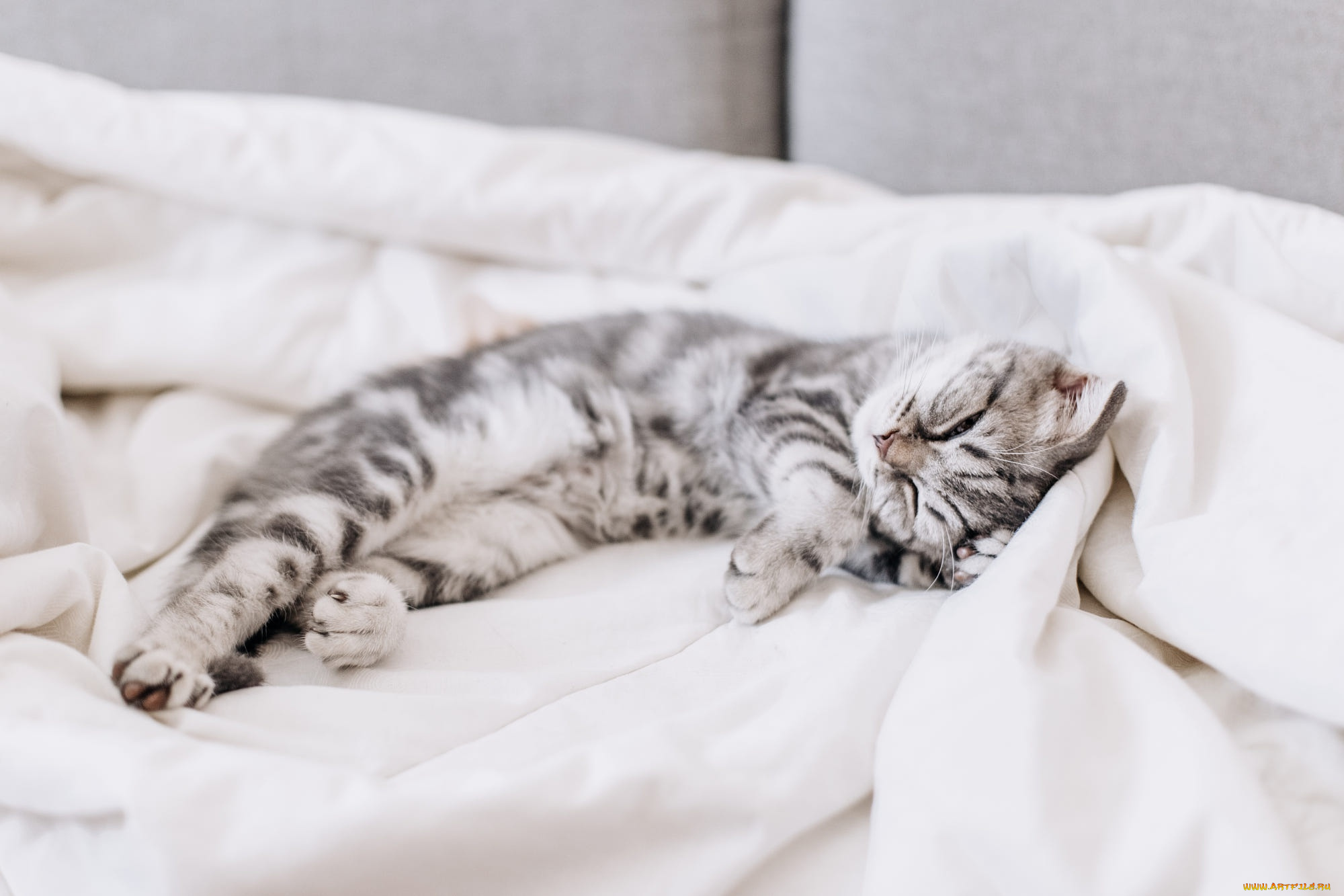 животные, коты, кот, кошка