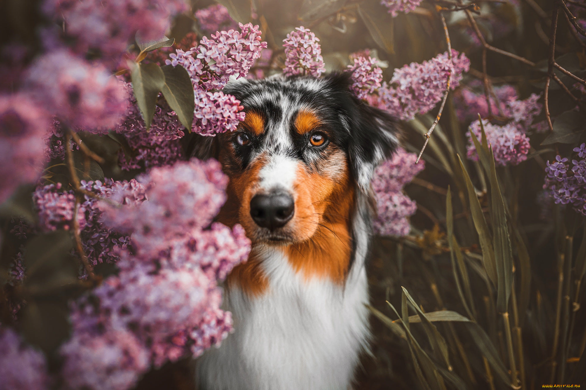 животные, собаки, собака