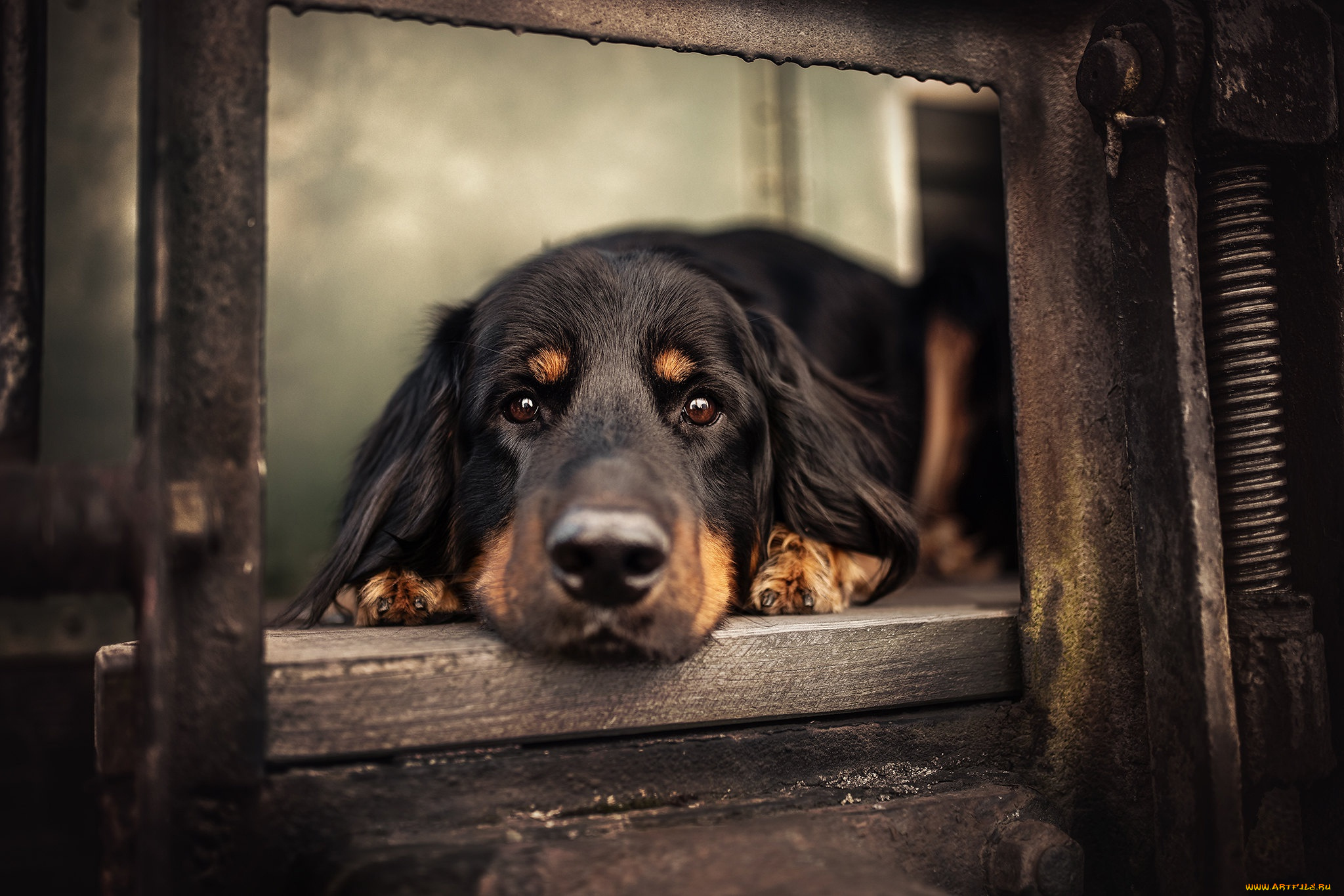 животные, собаки, собака