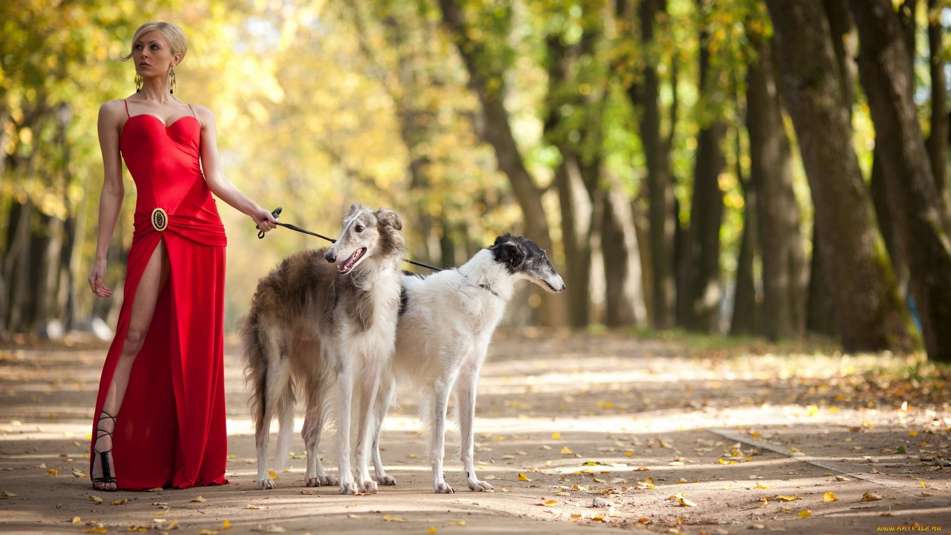 девушки, -, брюнетки, , шатенки, блондинка, красное, длинное, платье, собаки