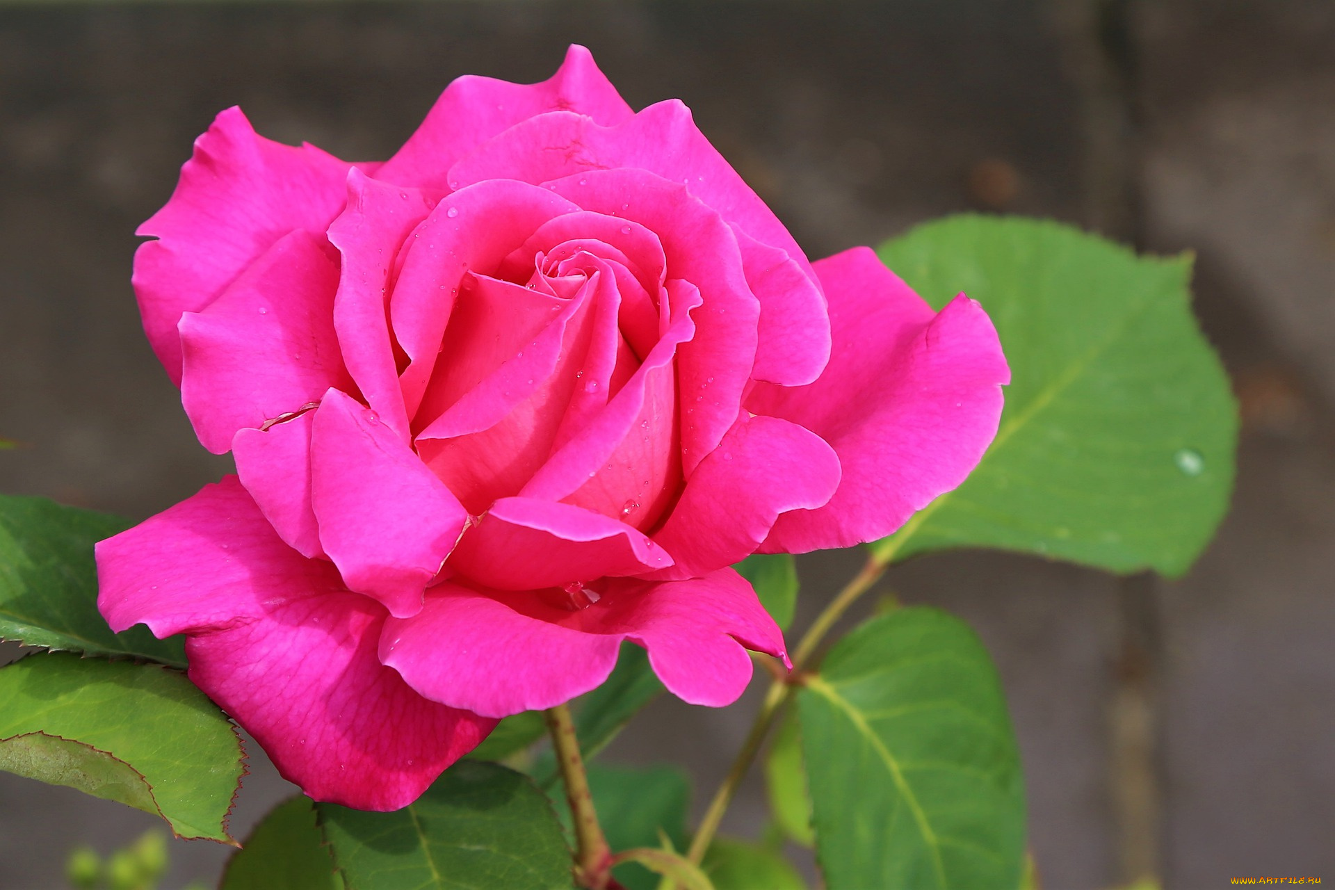 цветы, розы, розовая, роза, макро