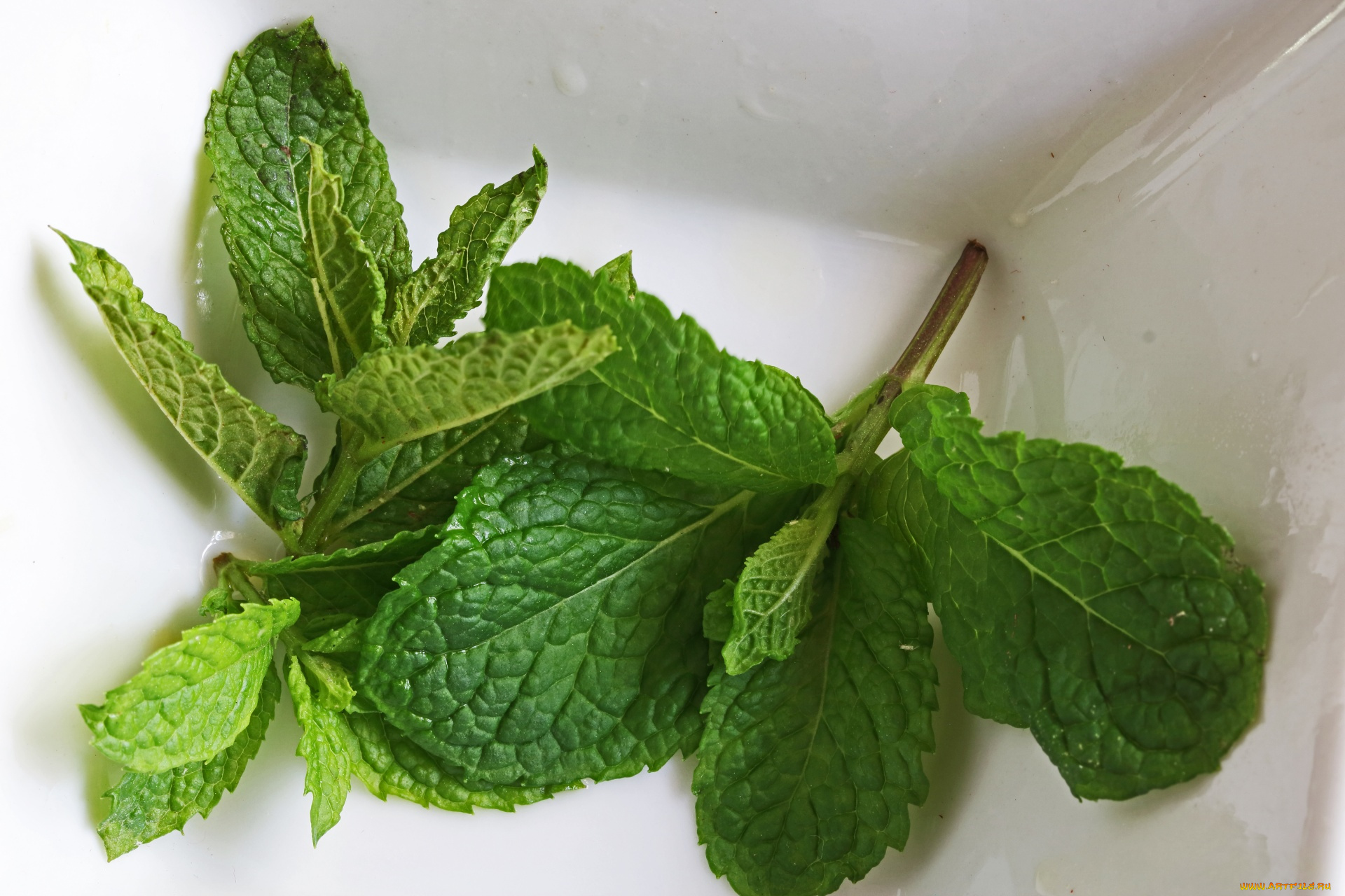 еда, разное, зеленые, листья, свежая, мята