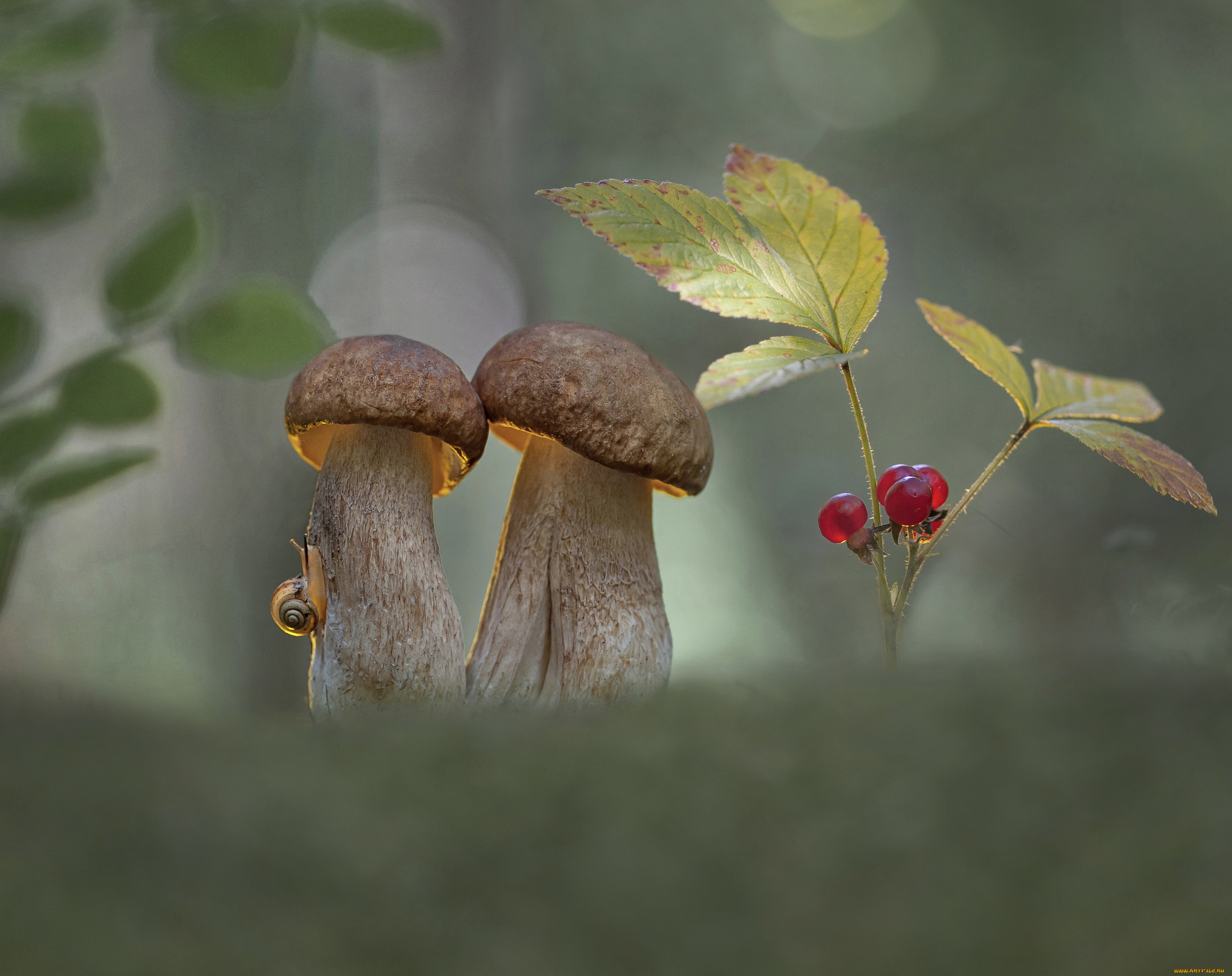 природа, грибы