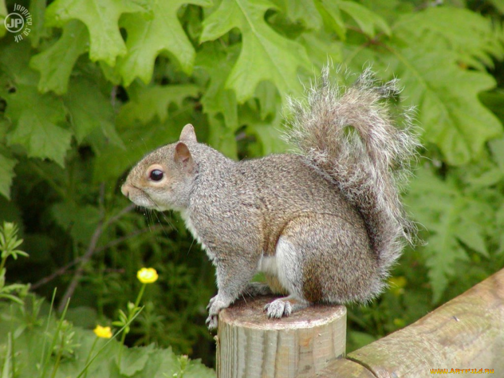 belka, животные, белки