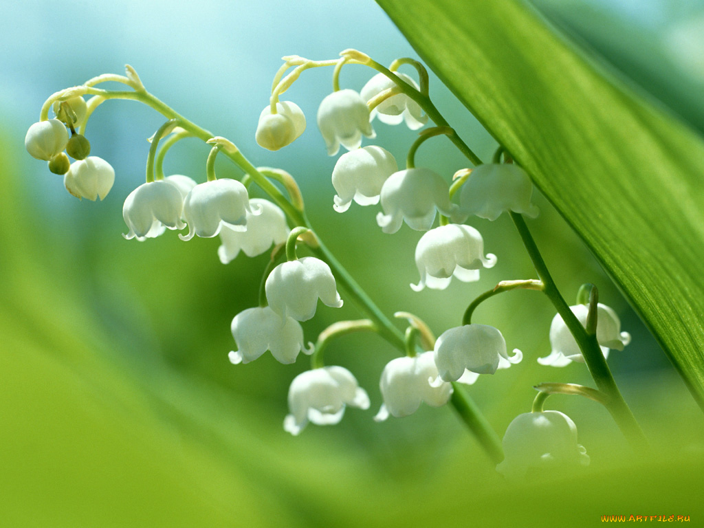landisch, цветы, ландыши