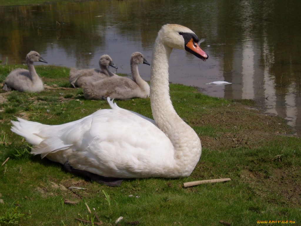 lebljad, животные, лебеди