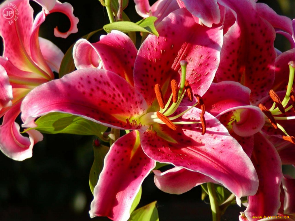 lilii, цветы, лилии, лилейники