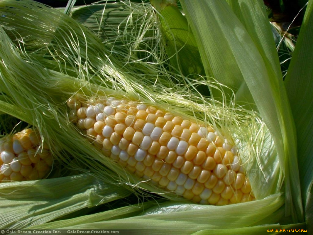 mais, еда, кукуруза