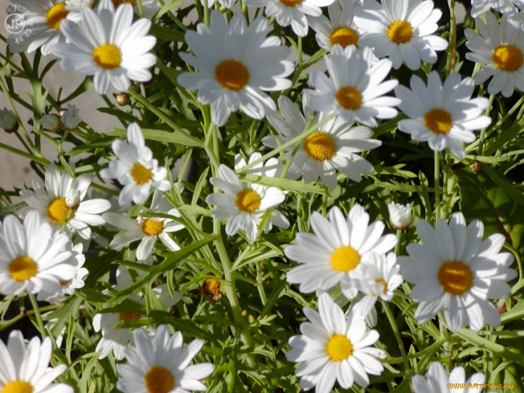 romaschki, цветы, ромашки